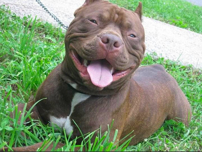 Booboo is registered to the contest to win money with this photo: bulldog, carnivore, companion_dog, dog, dog_breed, dog_collar, fawn, fence, grass, groundcover, liver, molosser, plant, snout, sporting_group, terrestrial_animal, whiskers, white_english_bulldog, working_animal, wrinkle