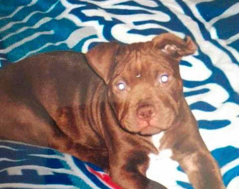 Booboo joined the competition — help win amazing prizes! canidae, carnivore, companion_dog, dog, dog_breed, dog_supply, electric_blue, fawn, fur, guard_dog, liver, molosser, non_sporting_group, puppy, sporting_group, terrestrial_animal, whiskers, working_animal, working_dog