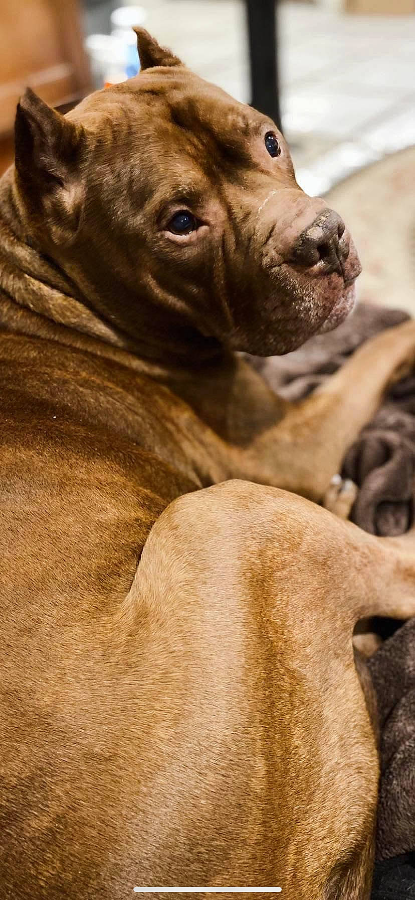 Booboo is registered to the contest to win money with this photo: ancient_dog_breeds, brown, canidae, carnivore, close_up, companion_dog, dog, dog_breed, fawn, fur, liver, molosser, snout, sporting_group, terrestrial_animal, whiskers, wildlife, working_animal, working_dog, wrinkle