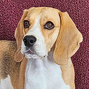 Thalya participe au concours pour gagner de l'argent avec cette photo : dog, beagle, pet, animal, brown, white, ears, fur, portrait, closeup, cute, indoors, looking, face, nose, whiskers, texture, background, expression, alert