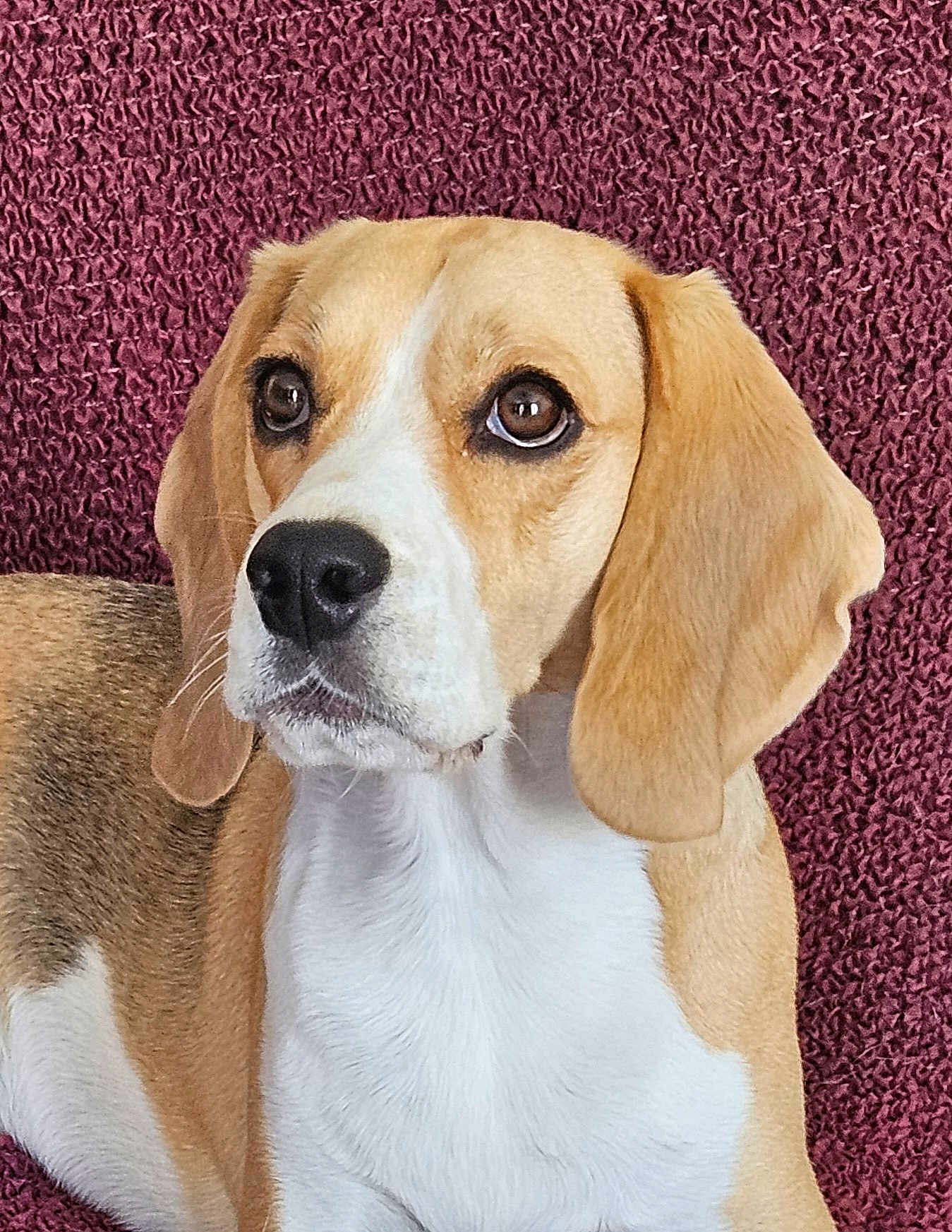 Thalya participe au concours pour gagner de l'argent avec cette photo : dog, beagle, pet, animal, brown, white, ears, fur, portrait, closeup, cute, indoors, looking, face, nose, whiskers, texture, background, expression, alert