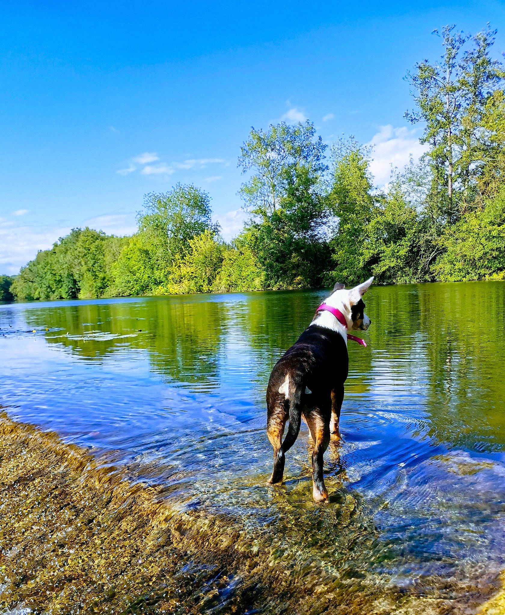 Stella a rejoint le concours — aidez-le/la à gagner de superbes lots ! carnivore, cloud, dog, dog_breed, fawn, grass, lacustrine_plain, lake, landscape, leisure, natural_landscape, plant, recreation, reservoir, shore, sky, tree, water, watercourse, working_animal