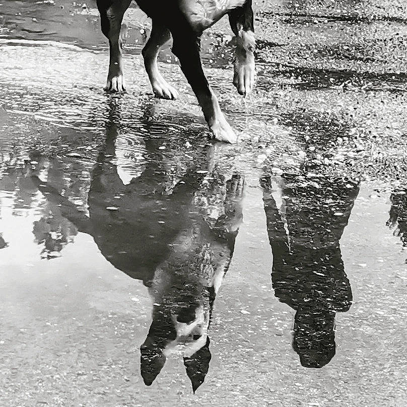 Stella a rejoint le concours — aidez-le/la à gagner de superbes lots ! black, black_and_white, fish, gesture, human_leg, liquid, monochrome, monochrome_photography, photograph, reflection, shadow, snapshot, snout, stock_photography, tail, terrestrial_animal, water, water_resources, white, working_animal