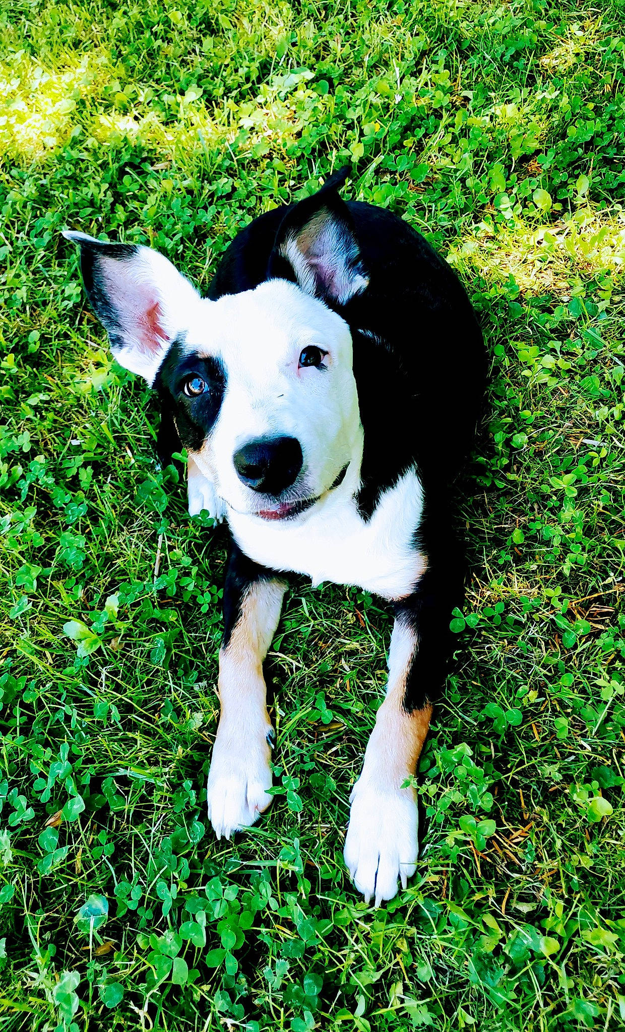 Stella participe au concours pour gagner de l'argent avec cette photo : canidae, carnivore, companion_dog, dog, dog_breed, fawn, grass, groundcover, plant, snout, soccer_ball, sporting_group, tail, terrestrial_animal, terrier, toy, toy_dog, whiskers, working_animal, working_dog