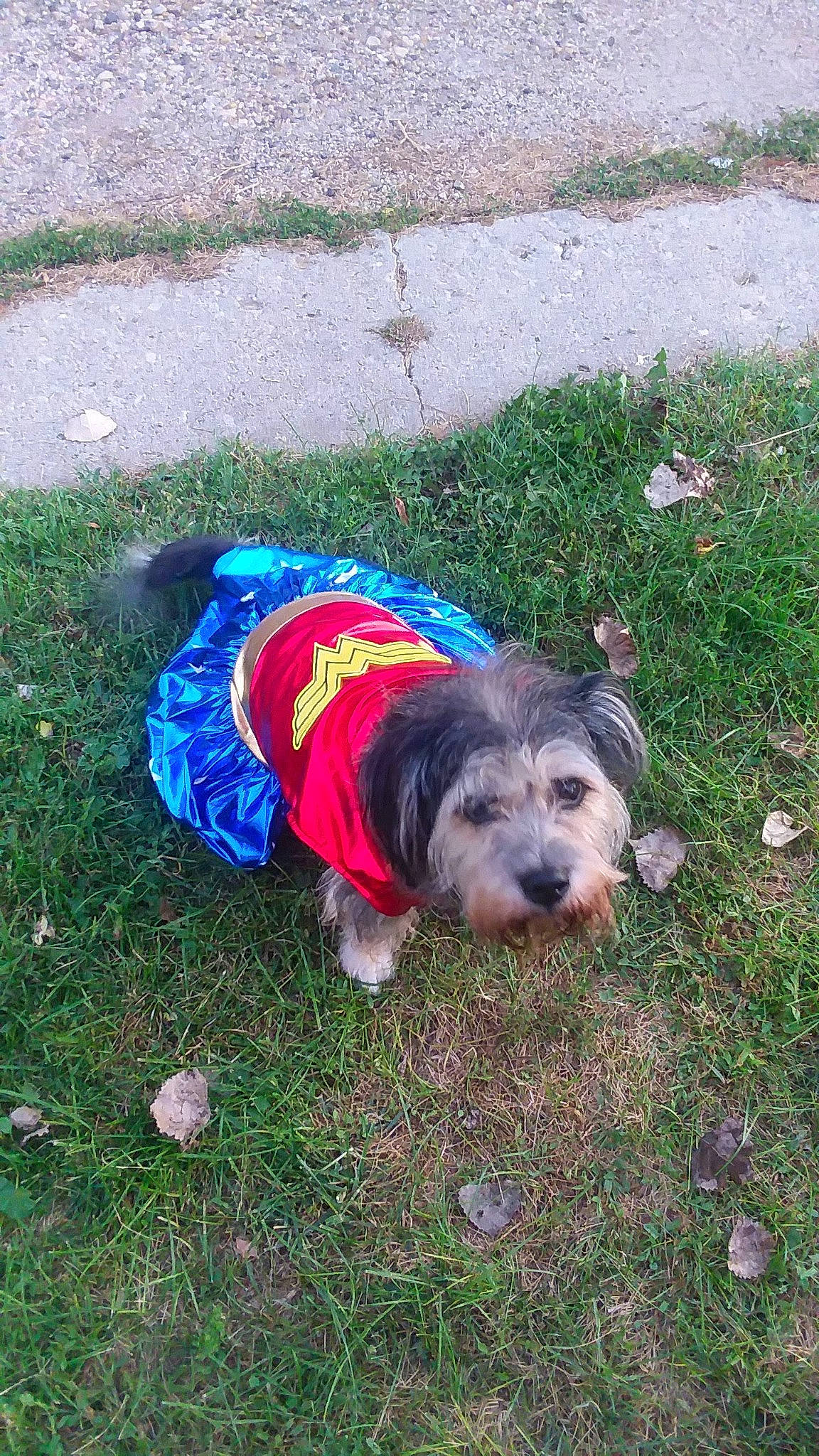 Tina joined the competition — help win amazing prizes! canidae, carnivore, companion_dog, dog, dog_breed, dog_clothes, dog_supply, electric_blue, grass, groundcover, puppy, road_surface, small_terrier, snout, soil, sporting_group, terrier, toy_dog, water_dog, working_animal