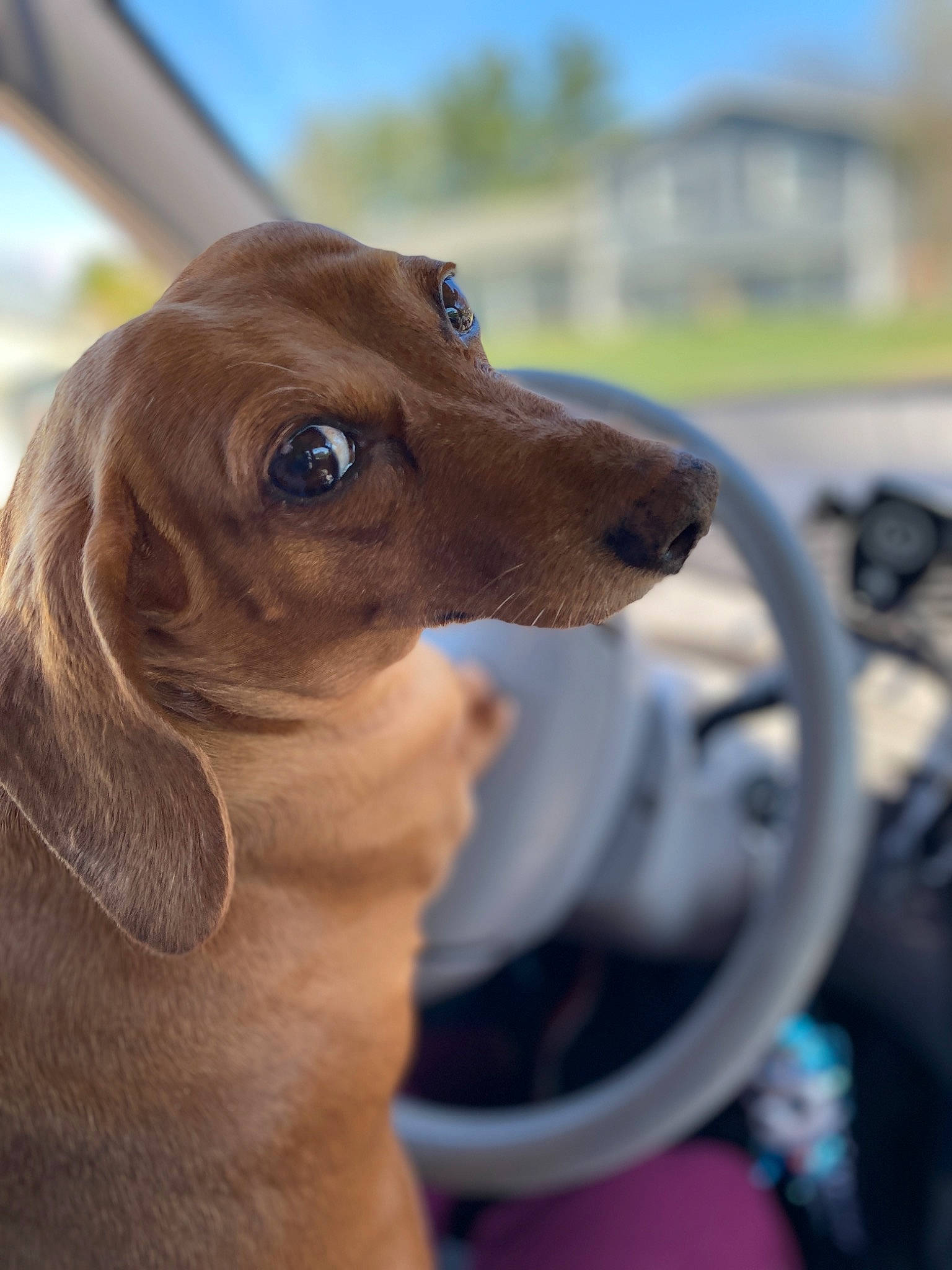 Ally joined the competition — help win amazing prizes! canidae, carnivore, dachshund, dog, dog_breed, fawn, mammal, nose, segugio_italiano, snout, sporting_group, vertebrate, vizsla
