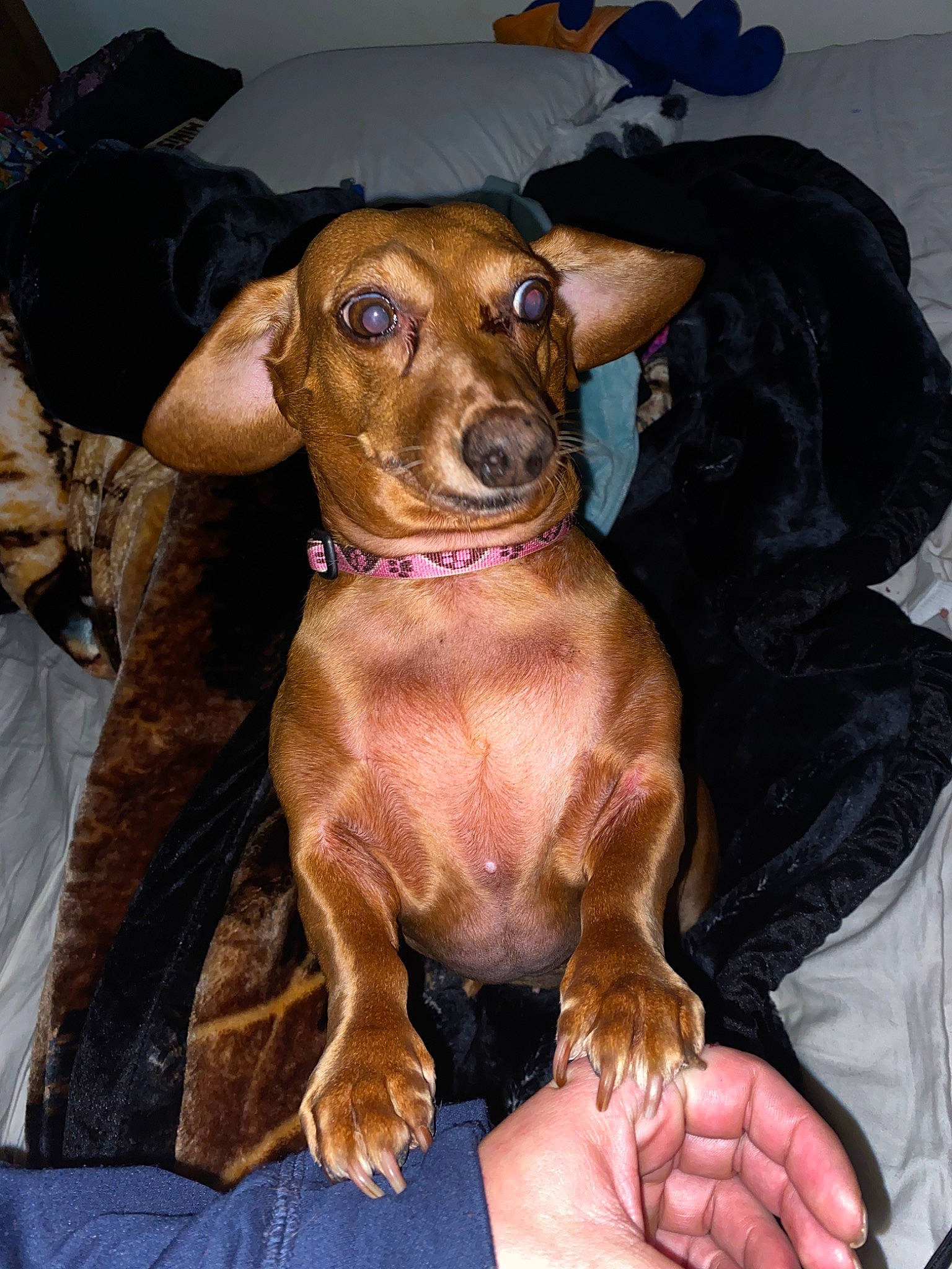 Ally is registered to the contest to win money with this photo: canidae, carnivore, companion_dog, dachshund, dog, dog_breed, ear, fawn, german_pinscher, mammal, miniature_pinscher, puppy, rare_breed_dog, snout, sporting_group, vertebrate