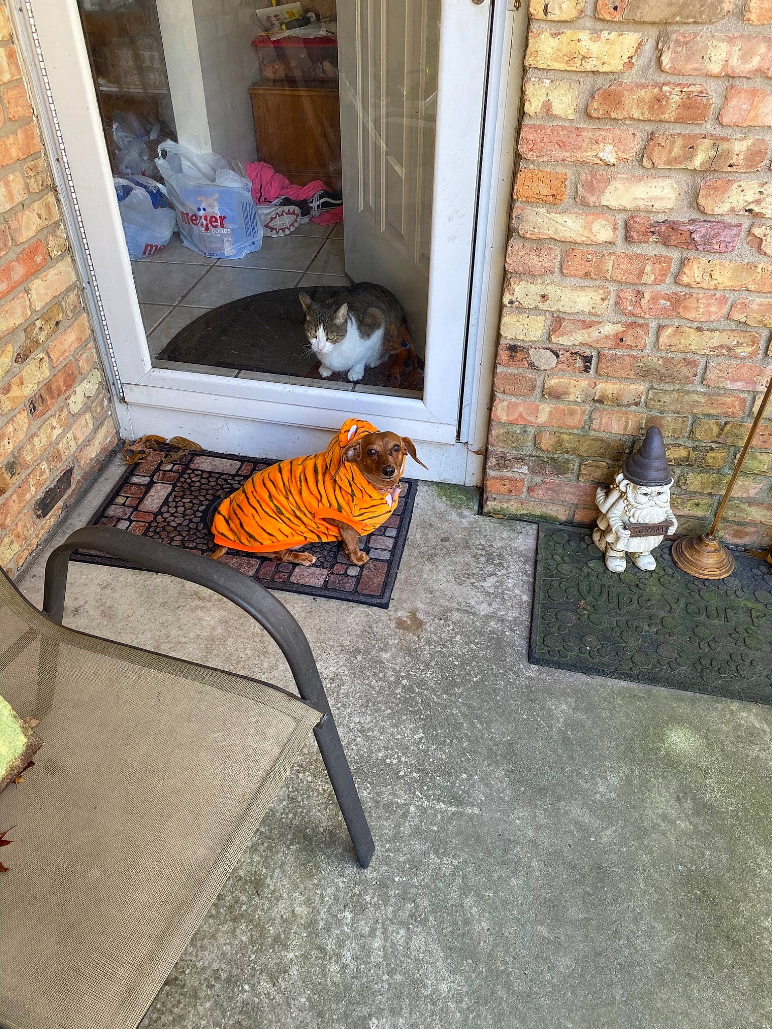 Ally joined the competition — help win amazing prizes! cat, chair, felidae, fireplace, floor, flooring, hearth, house, room, small_to_medium_sized_cats, tail, tile, wood