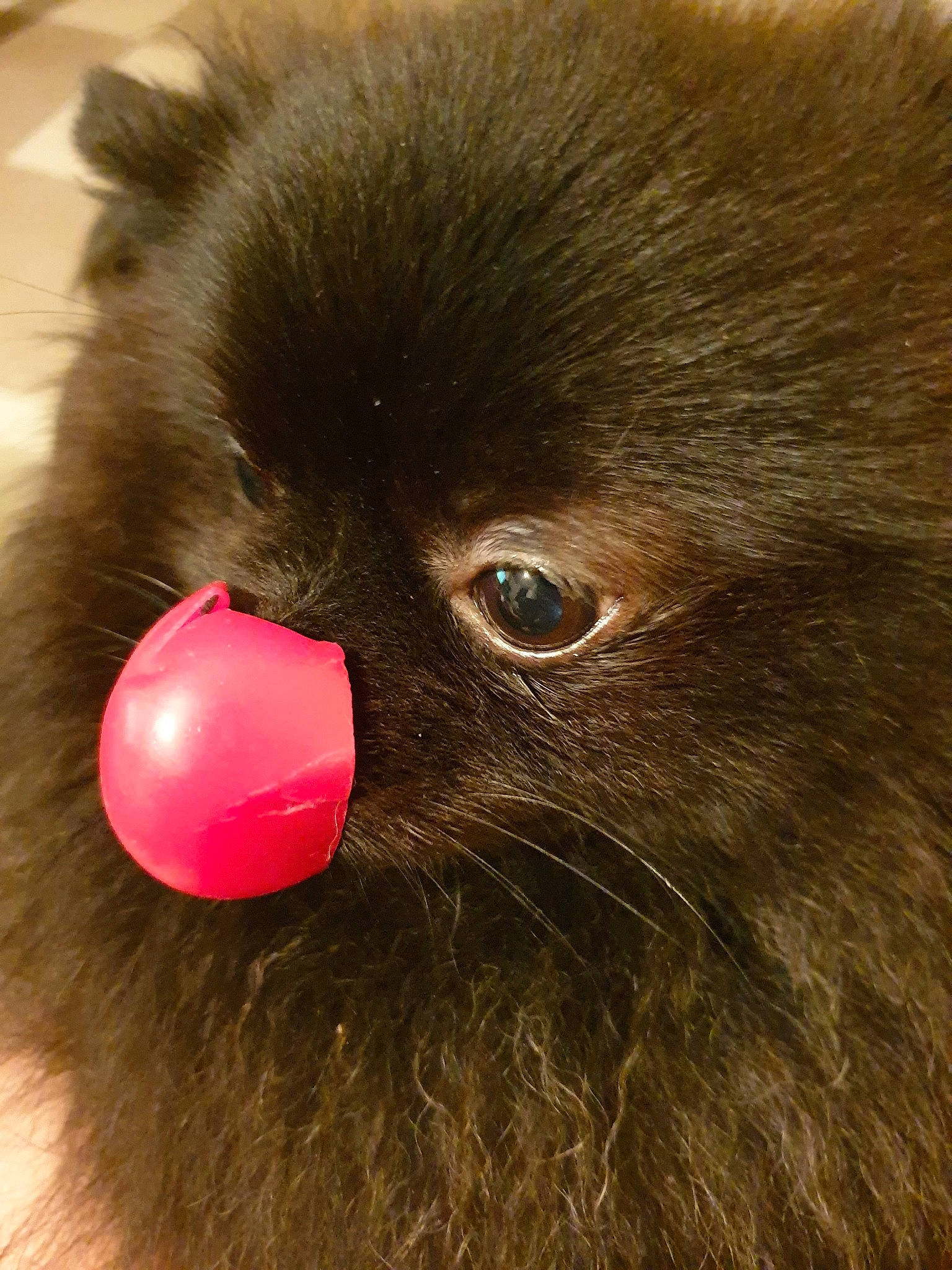 Oslo participe au concours pour gagner de l'argent avec cette photo : canidae, carnivore, close_up, companion_dog, dog, dog_breed, fur, german_spitz, german_spitz_klein, german_spitz_mittel, liver, mammal, non_sporting_group, pomeranian, puppy, snout, spitz, toy_dog, whiskers