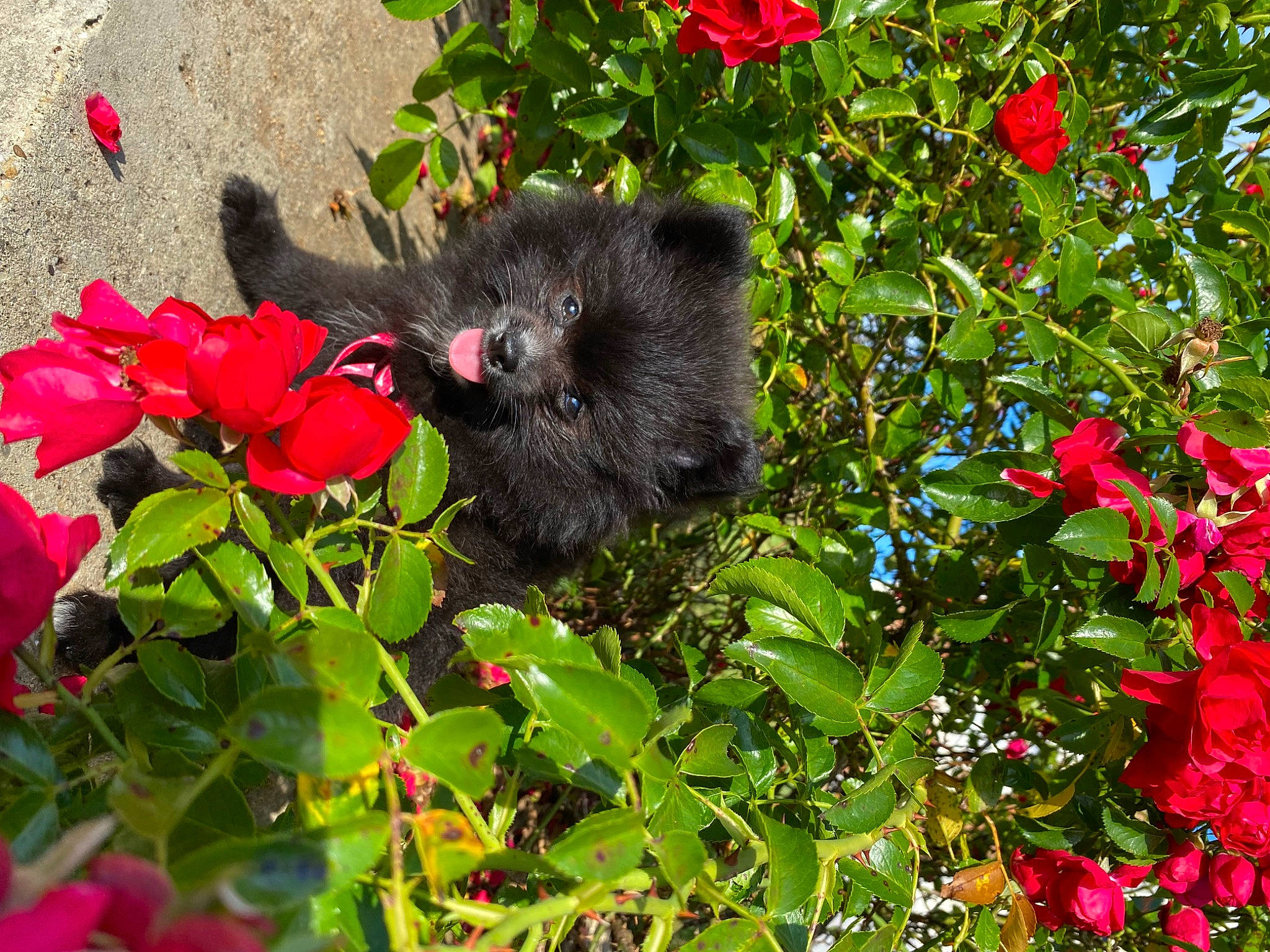 Skÿe a rejoint le concours — aidez-le/la à gagner de superbes lots ! annual_plant, botany, carmine, coquelicot, flower, flowering_plant, garden, grass, groundcover, magenta, petal, plant, rose_family, rose_order, shrub, vegetation, wildflower, wildlife