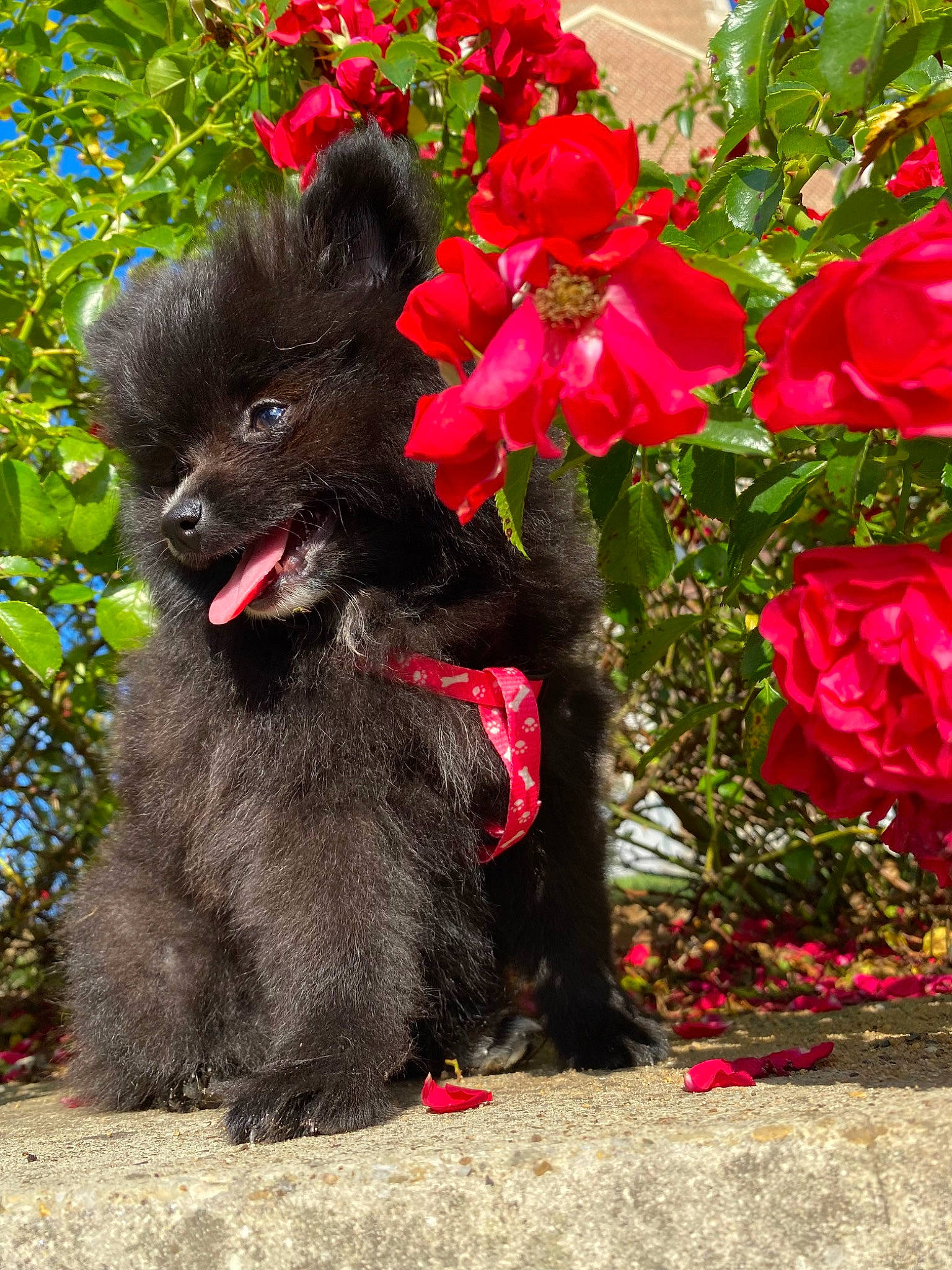 Skÿe participe au concours pour gagner de l'argent avec cette photo : annual_plant, botany, carmine, carnivore, companion_dog, dog, dog_breed, flower, flowering_plant, fur, groundcover, hybrid_tea_rose, magenta, petal, plant, rose_family, shrub, sporting_group, terrestrial_animal, tree