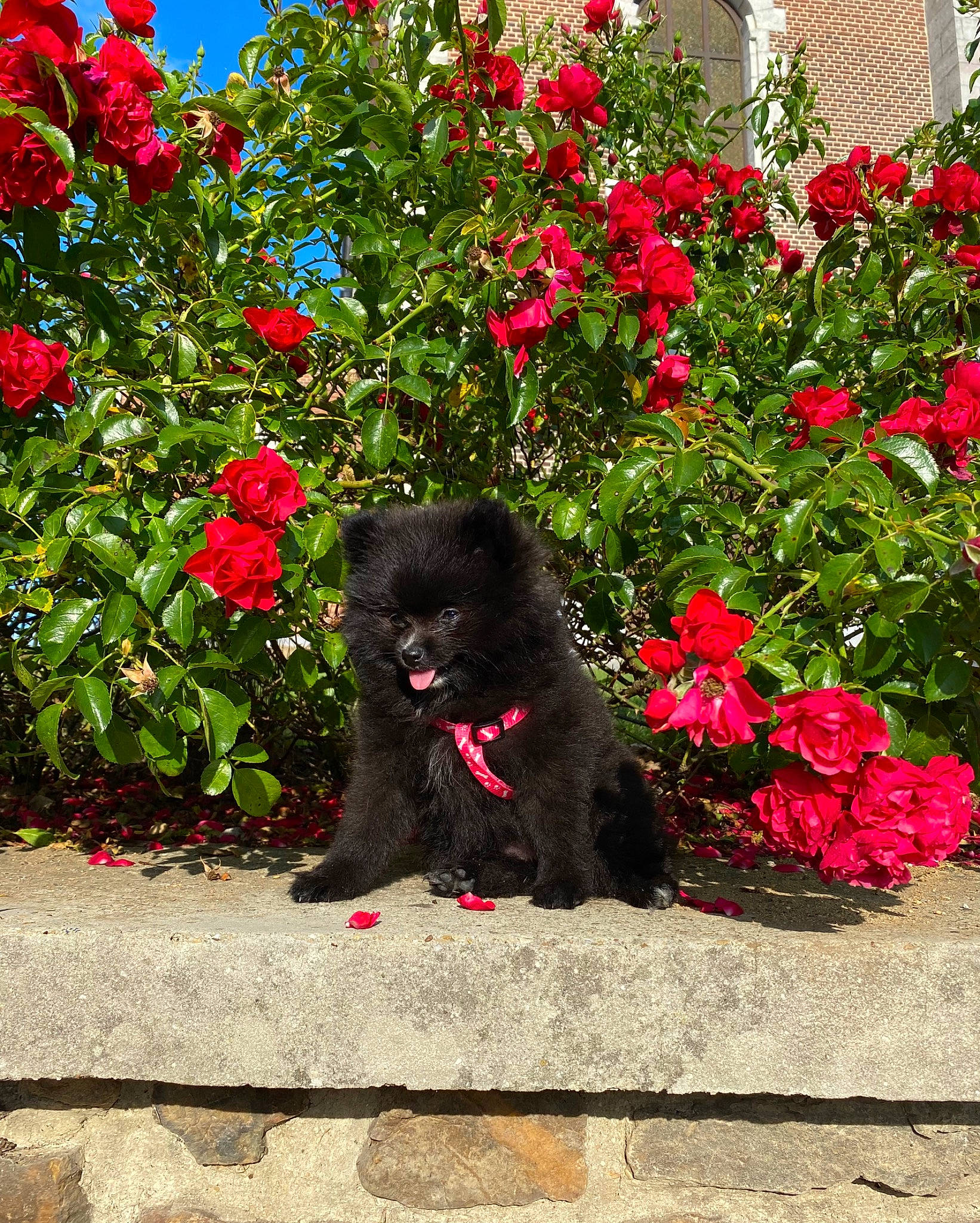 Skÿe participe au concours pour gagner de l'argent avec cette photo : annual_plant, carnivore, companion_dog, dog, dog_breed, flower, grass, groundcover, landscape, magenta, petal, pink, plant, red, shrub, sporting_group, tints_and_shades, tree, water_dog, woody_plant