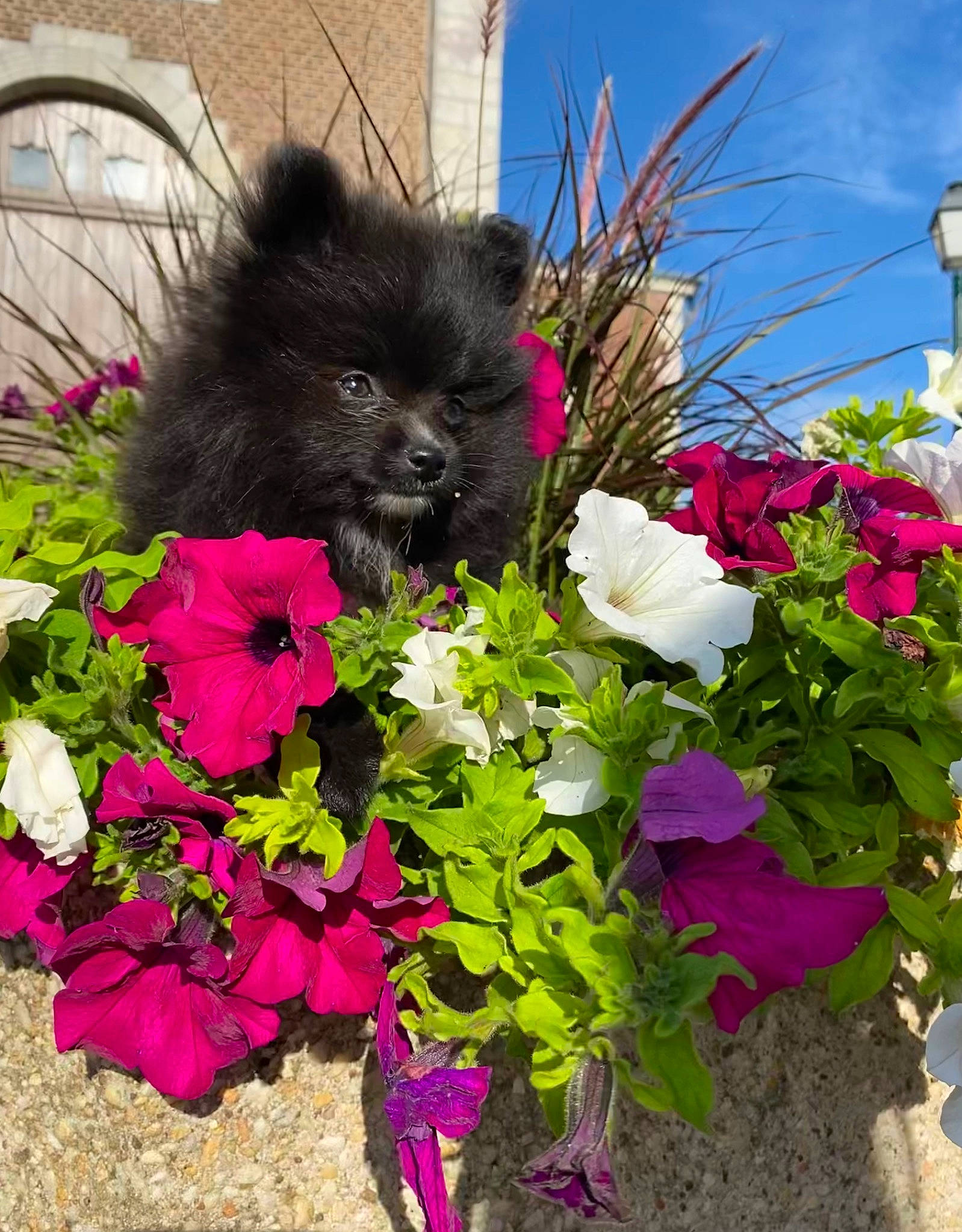 Skÿe a rejoint le concours — aidez-le/la à gagner de superbes lots ! annual_plant, botany, carnivore, companion_dog, dog, dog_breed, flower, flowering_plant, garden, grass, groundcover, leaf, magenta, petal, pink, plant, purple, shrub, sky, toy_dog