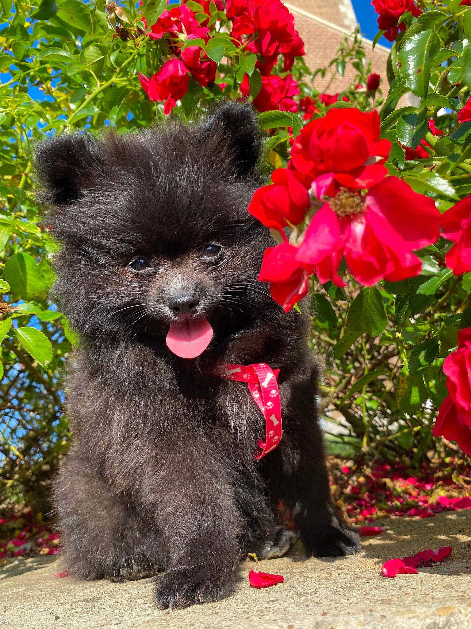 Skÿe participe au concours pour gagner de l'argent avec cette photo : annual_plant, art, botany, carmine, carnivore, companion_dog, dog, dog_breed, flower, flowering_plant, fur, grass, groundcover, magenta, petal, plant, snout, sporting_group, terrestrial_animal, working_animal