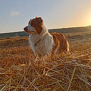 Saïka participe au concours pour gagner de l'argent avec cette photo : dog, australian_shepherd, hay, field, sunset, outdoor, animal, nature, sky, grass, fur, landscape, rural, pet, mammal, sunlight, brown, white, scenery, quiet