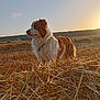 animal, australian_shepherd, brown, dog, field, fur, grass, hay, landscape, mammal, nature, outdoor, pet, quiet, rural, scenery, sky, sunlight, sunset, white