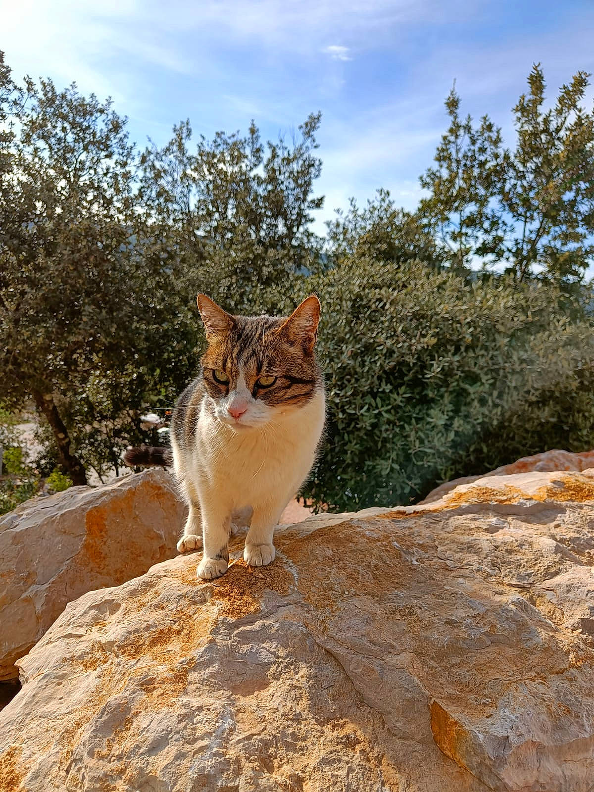 Persil a rejoint le concours — aidez-le/la à gagner de superbes lots ! bedrock, carnivore, cat, cloud, domestic_short_haired_cat, fawn, felidae, fur, landscape, outcrop, plant, road, rock, sky, small_to_medium_sized_cats, snout, tail, terrestrial_animal, tree, whiskers