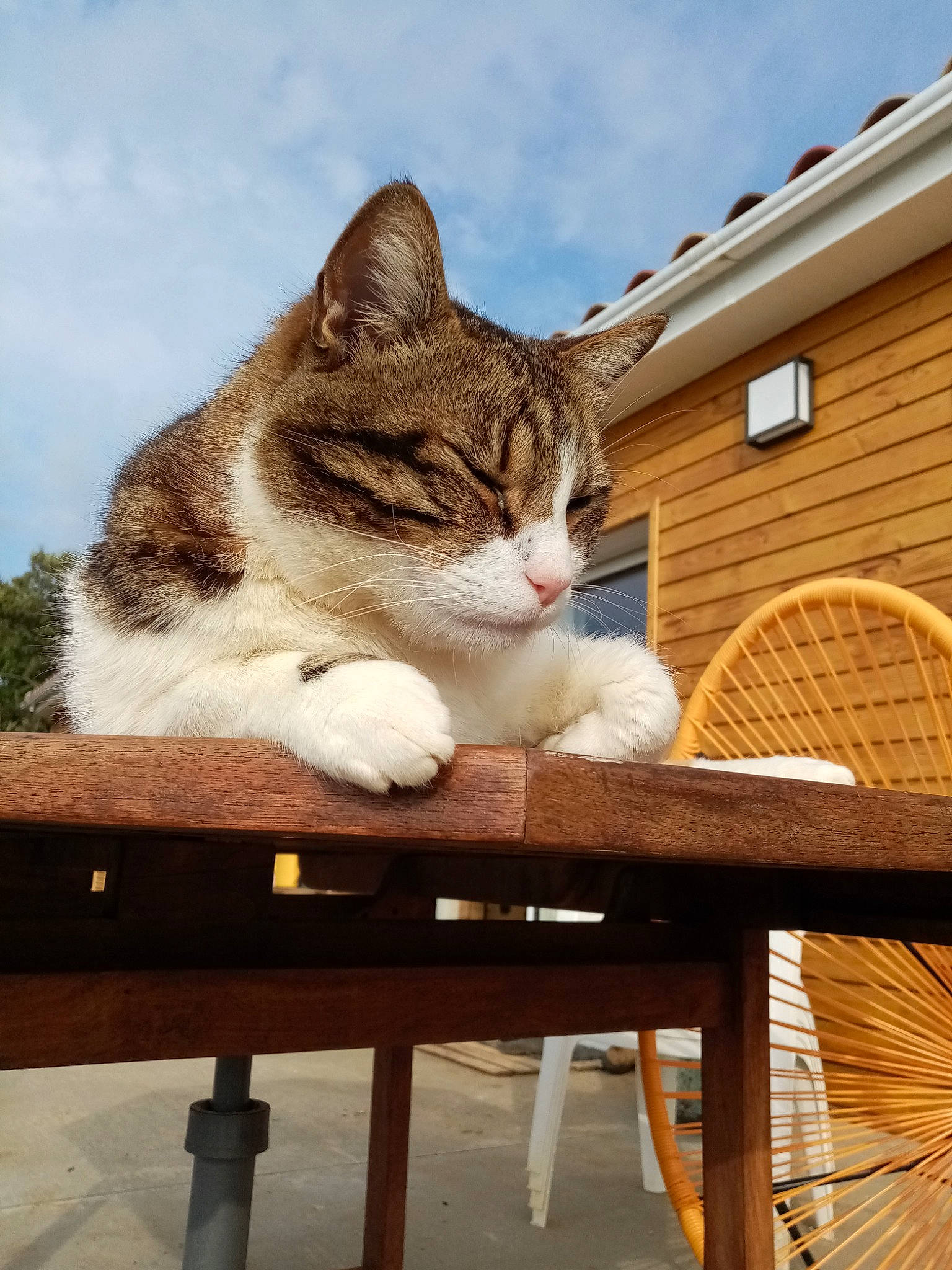 Persil participe au concours pour gagner de l'argent avec cette photo : bench, carnivore, cat, cloud, domestic_short_haired_cat, fawn, felidae, fur, grass, house, outdoor_bench, outdoor_furniture, roof, sky, small_to_medium_sized_cats, snout, tail, tree, whiskers, wood