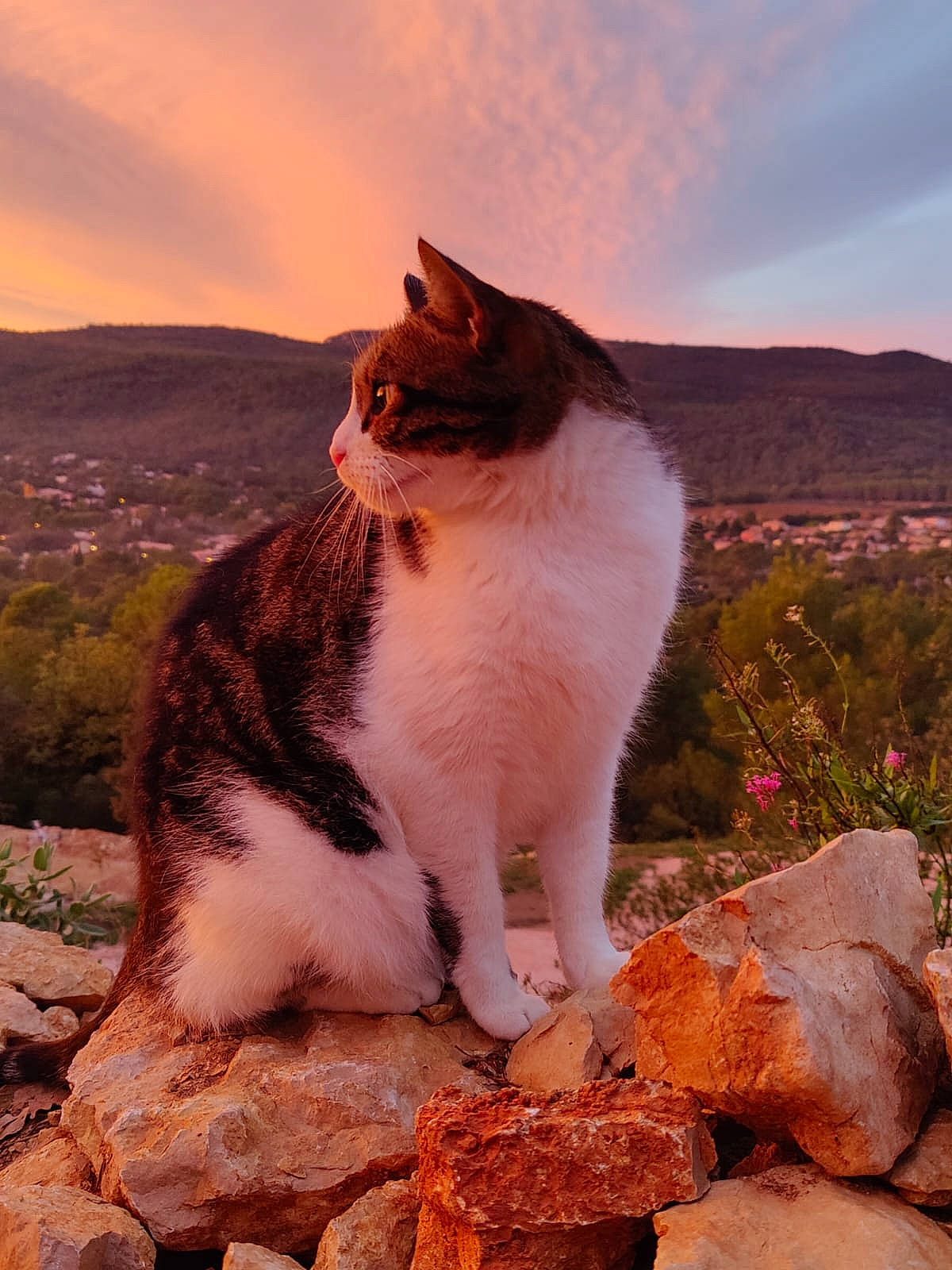 Persil a rejoint le concours — aidez-le/la à gagner de superbes lots ! carnivore, cat, cloud, evening, fawn, felidae, fur, grass, landscape, mountain, plant, rock, sky, small_to_medium_sized_cats, sunlight, sunset, tail, tree, whiskers, wood