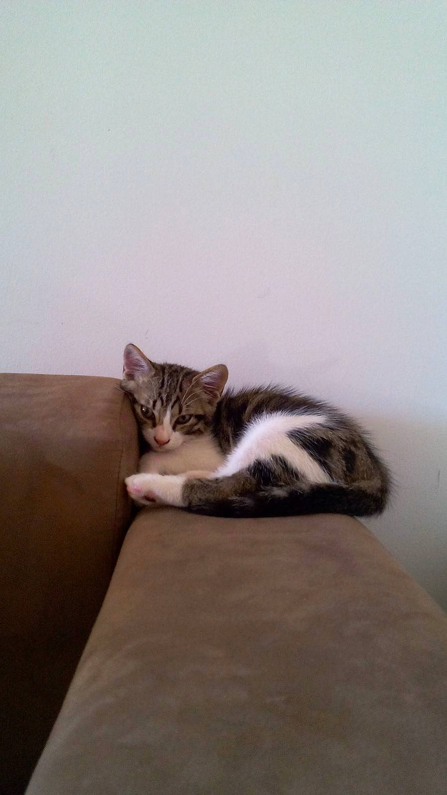 Persil a rejoint le concours — aidez-le/la à gagner de superbes lots ! carnivore, cat, comfort, couch, domestic_short_haired_cat, felidae, flooring, fur, grey, hardwood, paw, room, sitting, small_to_medium_sized_cats, snout, tail, terrestrial_animal, tree, whiskers, wood