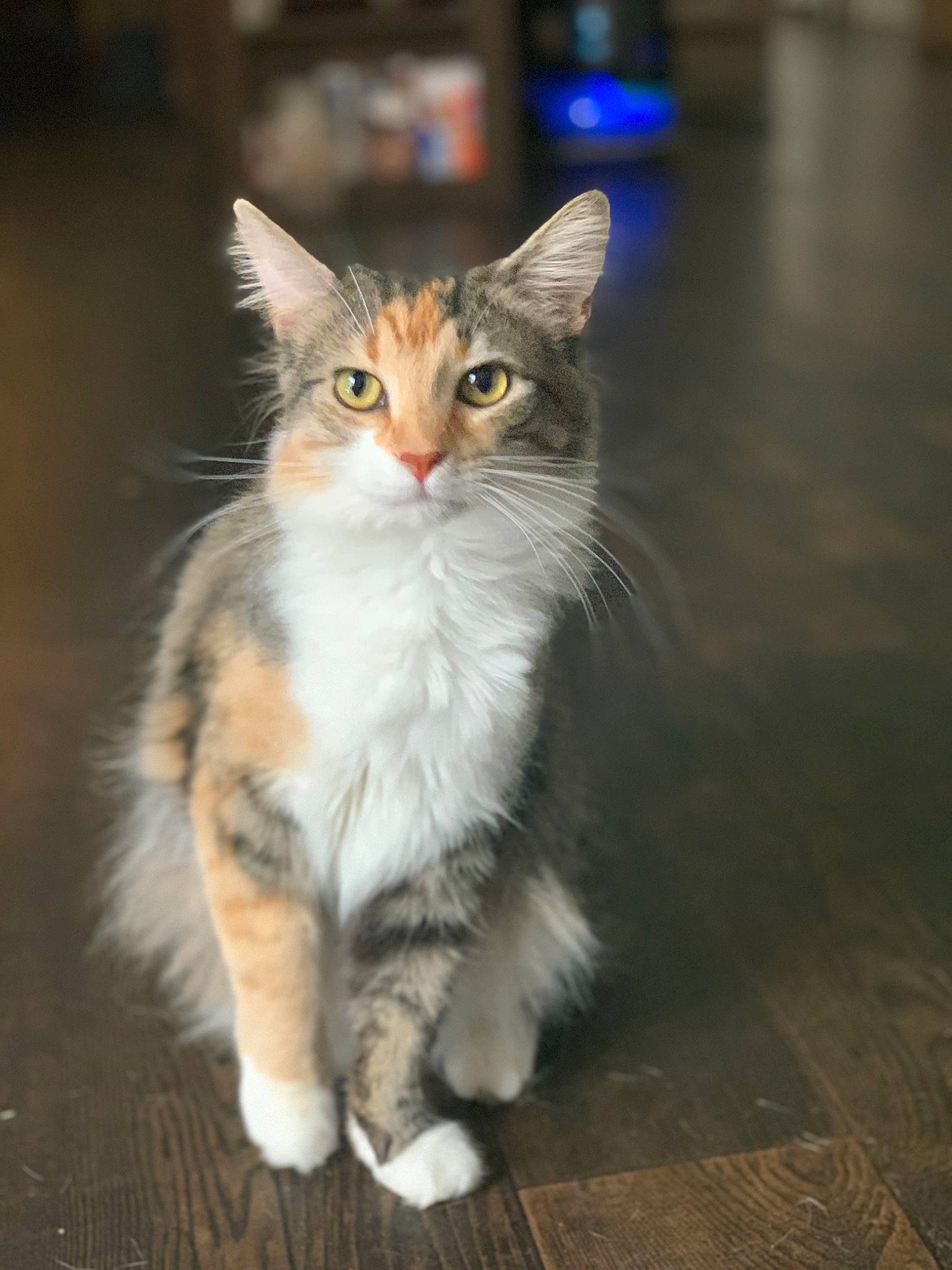 Talia joined the competition — help win amazing prizes! aegean_cat, american_wirehair, asian_semi_longhair, carnivore, cat, cymric, domestic_long_haired_cat, felidae, fur, kurilian_bobtail, mammal, norwegian_forest_cat, ragamuffin, siberian, small_to_medium_sized_cats, snapshot, turkish_angora, vertebrate, whiskers, wild_cat