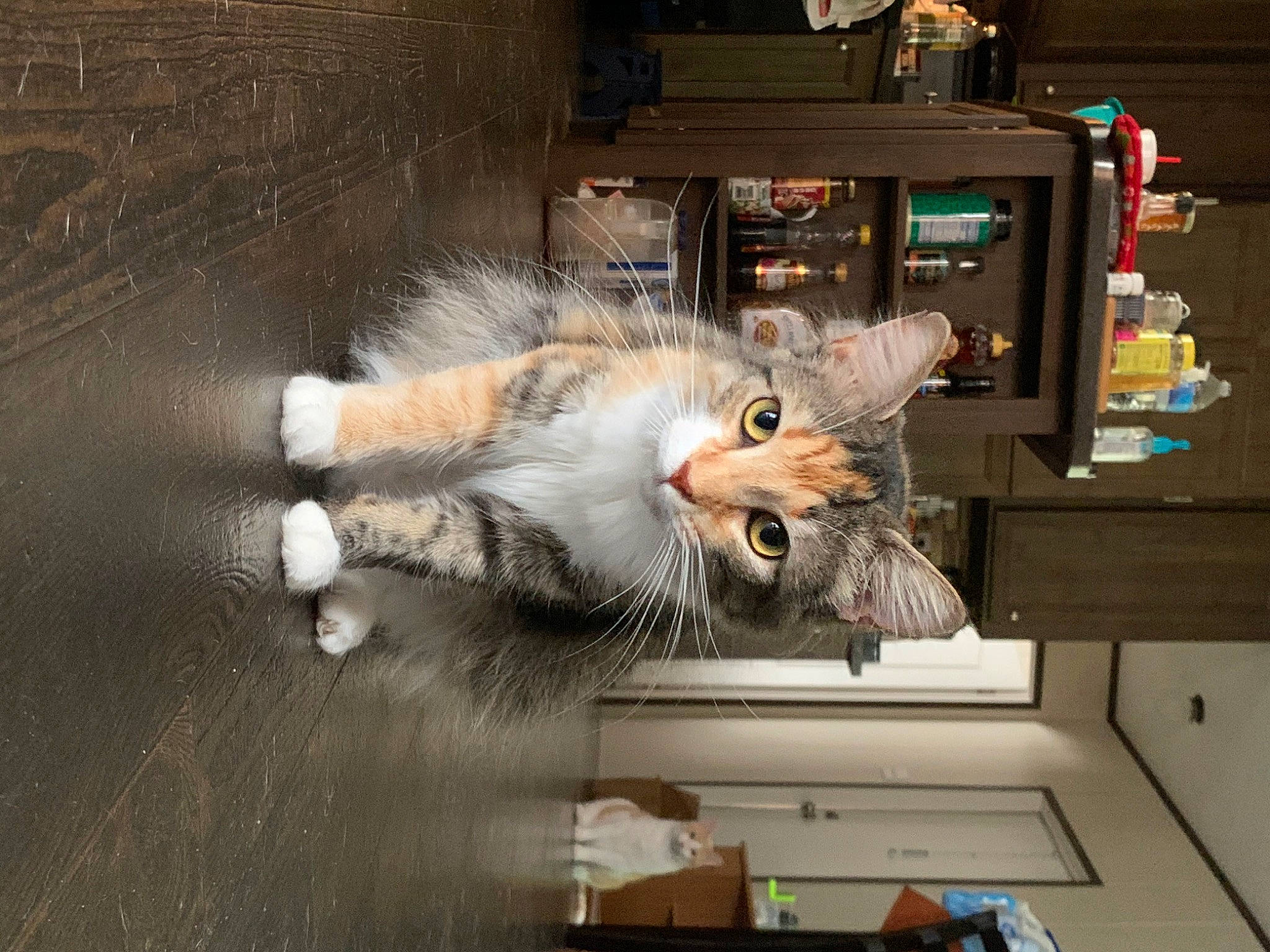 Talia joined the competition — help win amazing prizes! aegean_cat, american_curl, asian, british_semi_longhair, carnivore, cat, domestic_short_haired_cat, european_shorthair, felidae, fur, norwegian_forest_cat, paw, polydactyl_cat, ragamuffin, siberian, small_to_medium_sized_cats, snout, whiskers