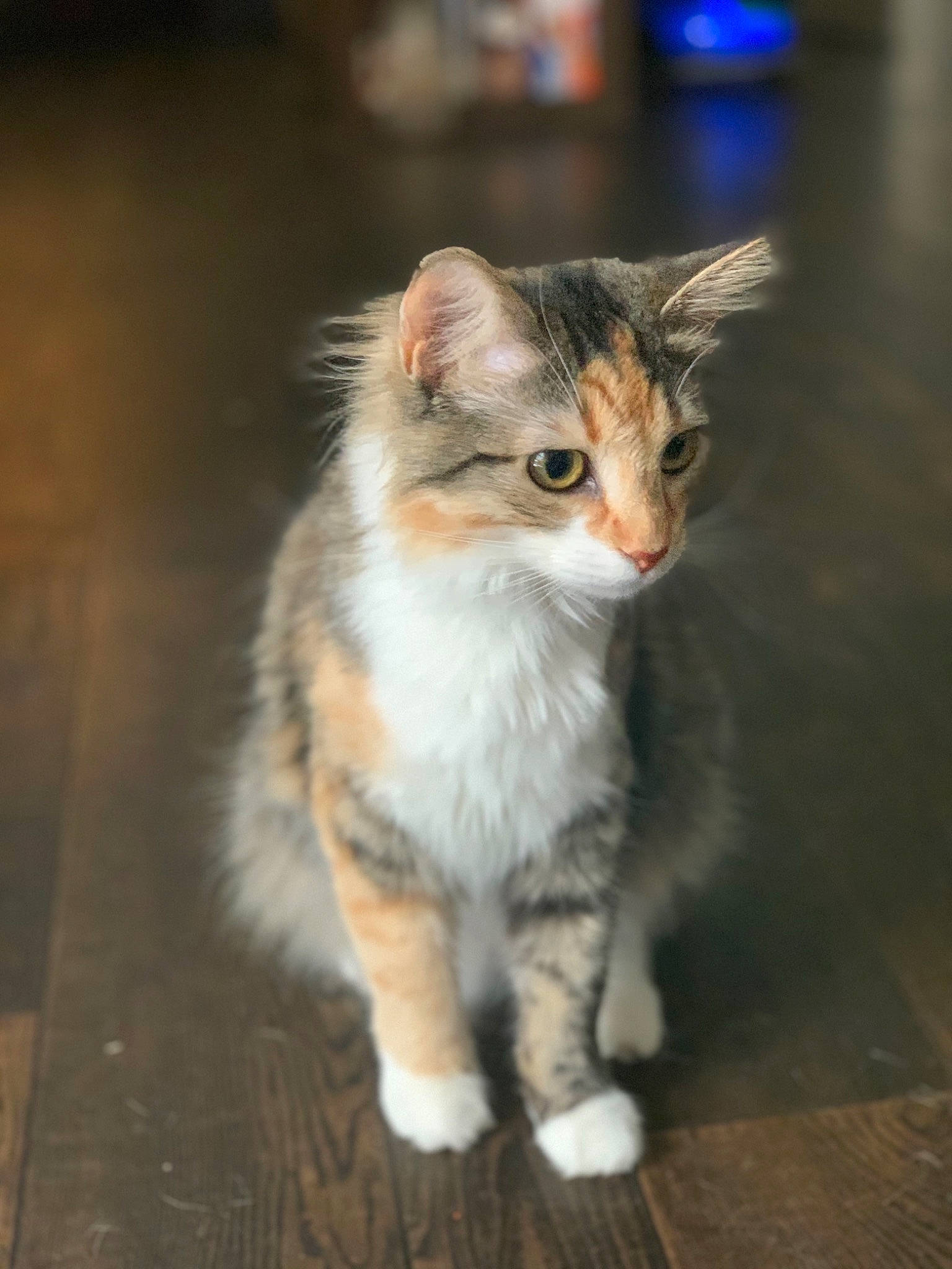 Talia is registered to the contest to win money with this photo: aegean_cat, american_curl, american_wirehair, carnivore, cat, domestic_long_haired_cat, european_shorthair, felidae, fur, kitten, kurilian_bobtail, mammal, norwegian_forest_cat, polydactyl_cat, ragamuffin, siberian, small_to_medium_sized_cats, tabby_cat, vertebrate, whiskers