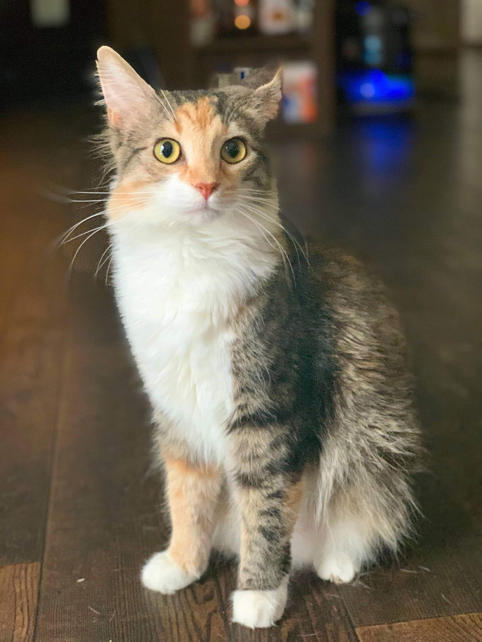 Talia is registered to the contest to win money with this photo: aegean_cat, american_curl, american_wirehair, asian_semi_longhair, carnivore, cat, cymric, domestic_long_haired_cat, domestic_short_haired_cat, european_shorthair, felidae, kurilian_bobtail, mammal, norwegian_forest_cat, ragamuffin, siberian, small_to_medium_sized_cats, turkish_angora, vertebrate, whiskers