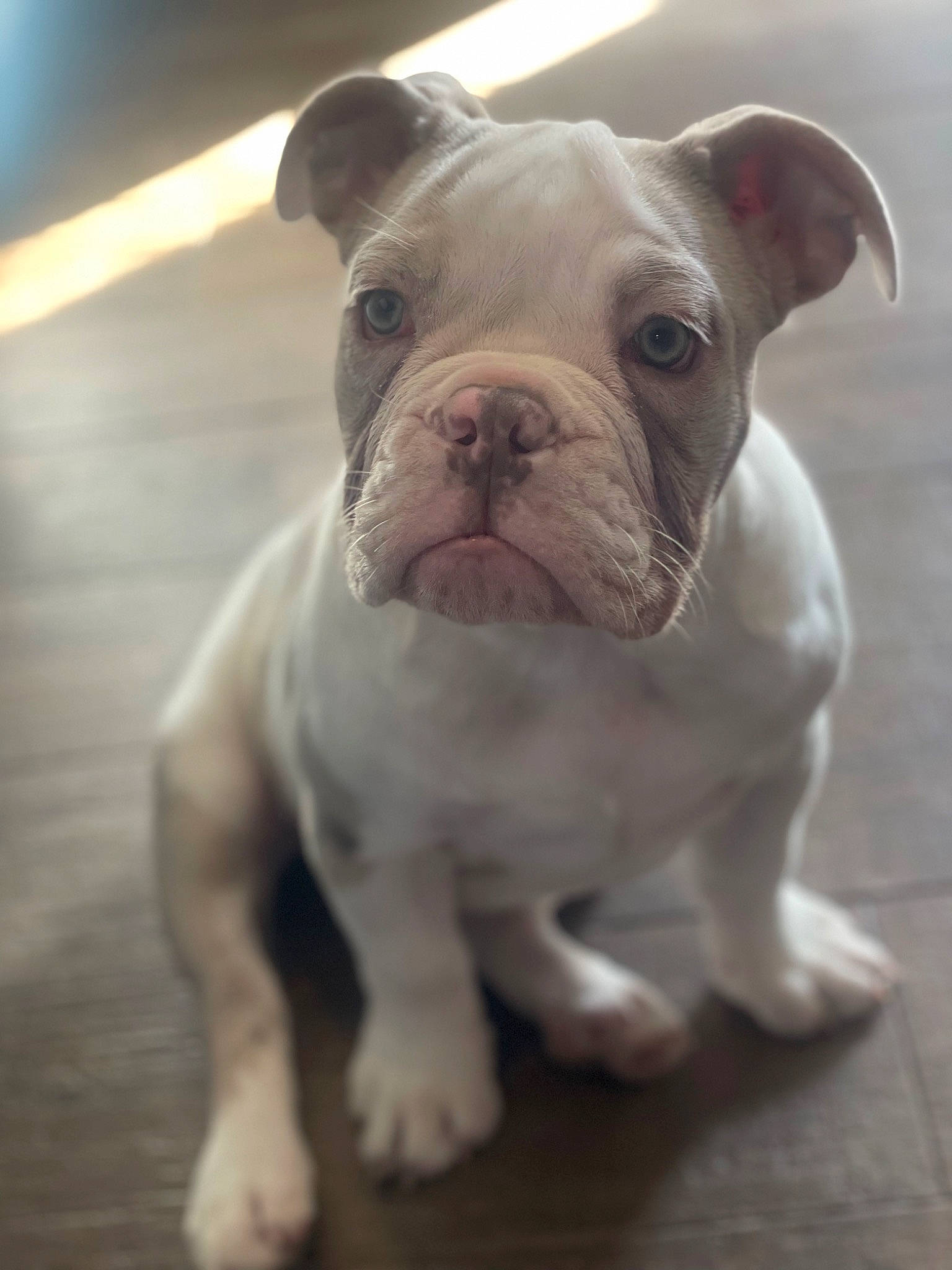 Pazookie joined the competition — help win amazing prizes! bulldog, canidae, carnivore, companion_dog, dog, dog_breed, fawn, molosser, non_sporting_group, snout, sporting_group, terrestrial_animal, toy, toy_dog, whiskers, working_animal, wrinkle