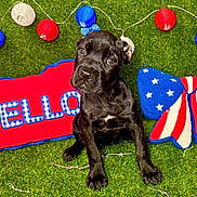 Raven Gonzalez joined the competition — help win amazing prizes! puppy, black_dog, grass, red_pillow, hello_text, blue_and_white_stars, striped_pattern, plush_toy, string_lights, decorations, indoor, cute, pet, young_dog, sitting, looking_up, colorful, festive, background, animal