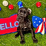 puppy, black_dog, grass, red_pillow, hello_text, blue_and_white_stars, striped_pattern, plush_toy, string_lights, decorations, indoor, cute, pet, young_dog, sitting, looking_up, colorful, festive, background, animal