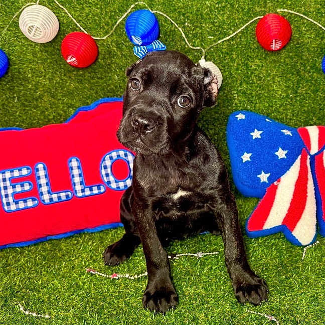 Raven Gonzalez joined the competition — help win amazing prizes! puppy, black_dog, grass, red_pillow, hello_text, blue_and_white_stars, striped_pattern, plush_toy, string_lights, decorations, indoor, cute, pet, young_dog, sitting, looking_up, colorful, festive, background, animal