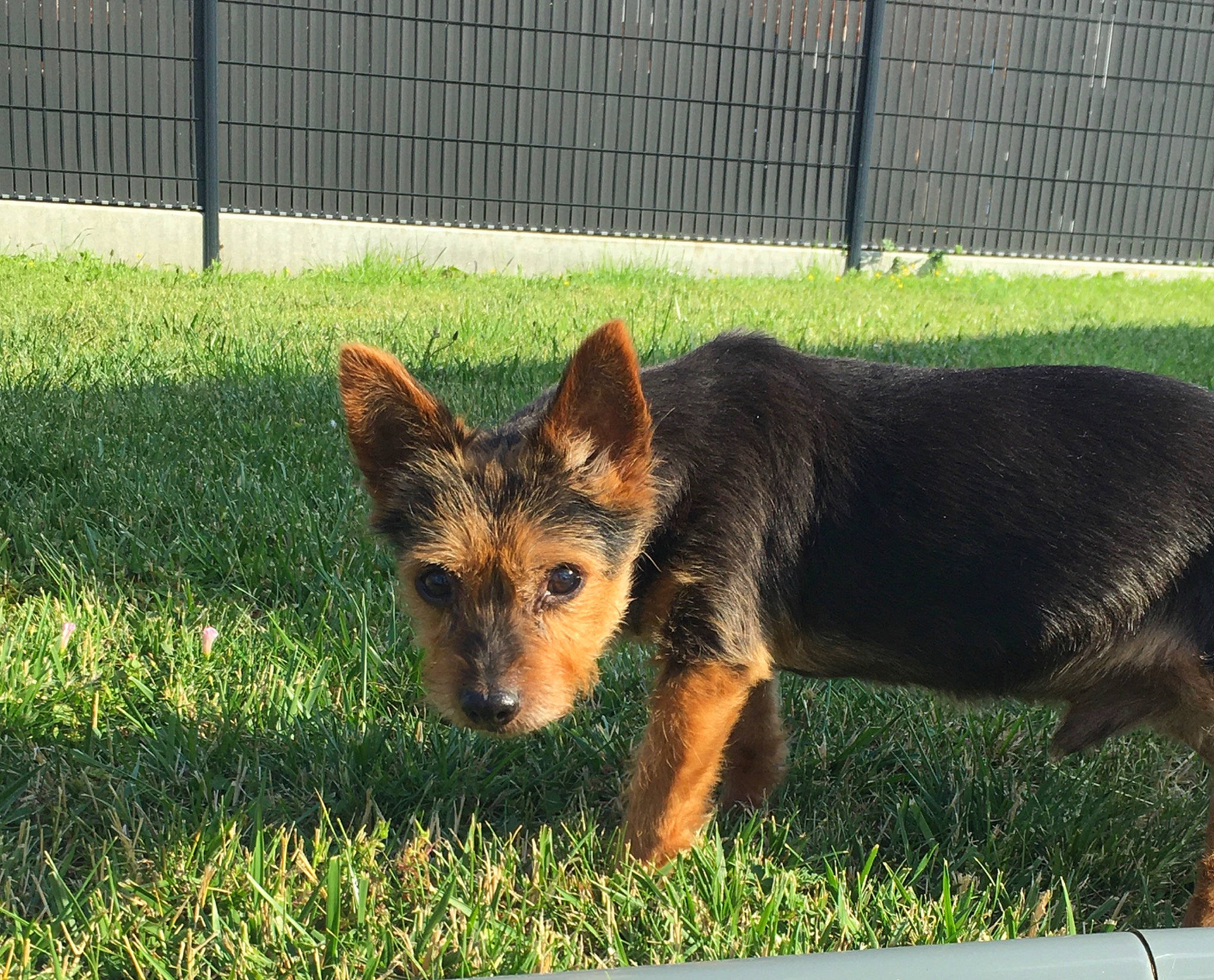 Monty a rejoint le concours — aidez-le/la à gagner de superbes lots ! australian_terrier, canidae, carnivore, companion_dog, dog, dog_breed, german_shepherd_dog, mammal, old_german_shepherd_dog, puppy, rare_breed_dog, snout, vertebrate, working_dog