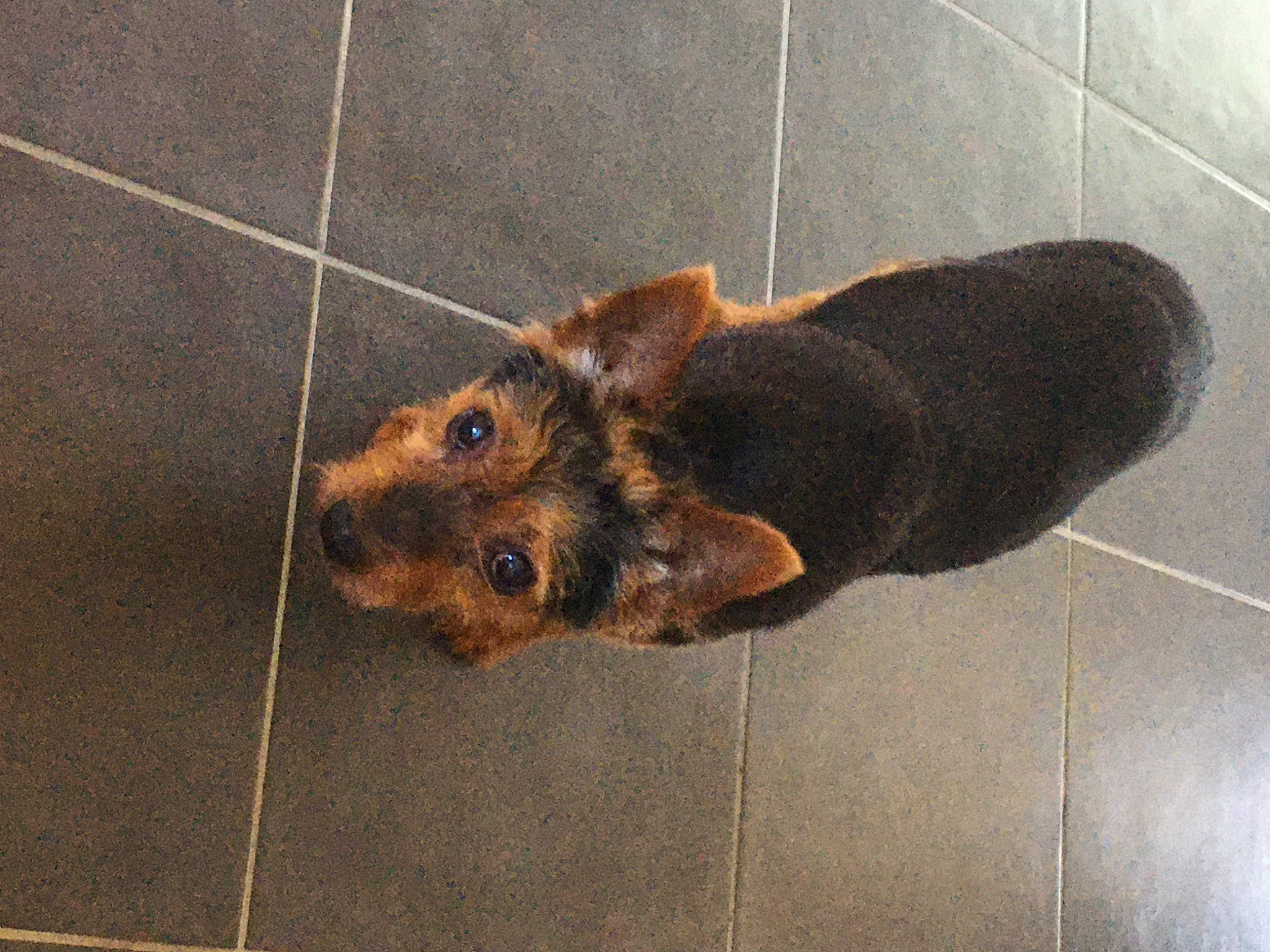 Monty participe au concours pour gagner de l'argent avec cette photo : airedale_terrier, canidae, carnivore, companion_dog, dog, dog_breed, fawn, mammal, snout, terrier, welsh_terrier