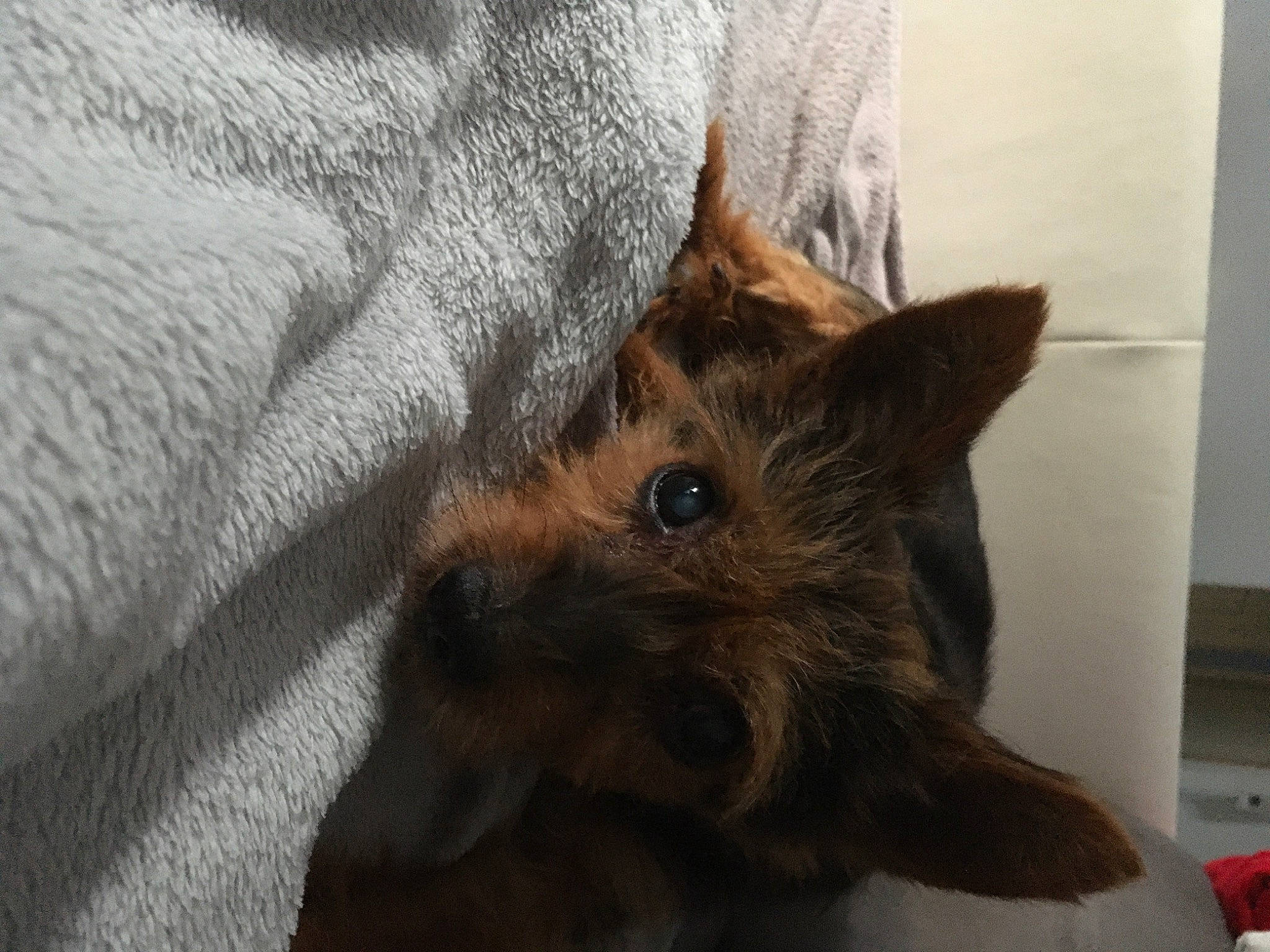 Monty a rejoint le concours — aidez-le/la à gagner de superbes lots ! australian_terrier, berger_picard, canidae, carnivore, dog, dog_breed, fawn, mammal, norwich_terrier, snout, terrier