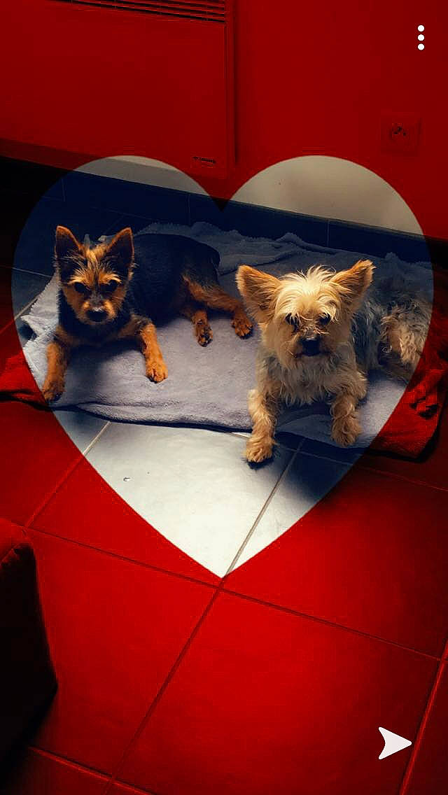 Monty participe au concours pour gagner de l'argent avec cette photo : cairn_terrier, canidae, carnivore, cat, dog, dog_breed, felidae, kitten, mammal, small_terrier, small_to_medium_sized_cats, terrier, toy_dog, west_highland_white_terrier, whiskers, yorkshire_terrier