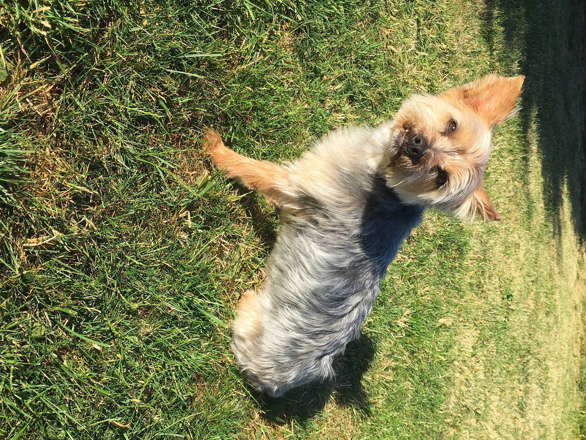 Mély a rejoint le concours — aidez-le/la à gagner de superbes lots ! australian_silky_terrier, australian_terrier, cairn_terrier, canidae, carnivore, companion_dog, dog, dog_breed, fawn, grass, mammal, morkie, norfolk_terrier, norwich_terrier, puppy, sporting_group, terrier, toy_dog, vertebrate, yorkshire_terrier