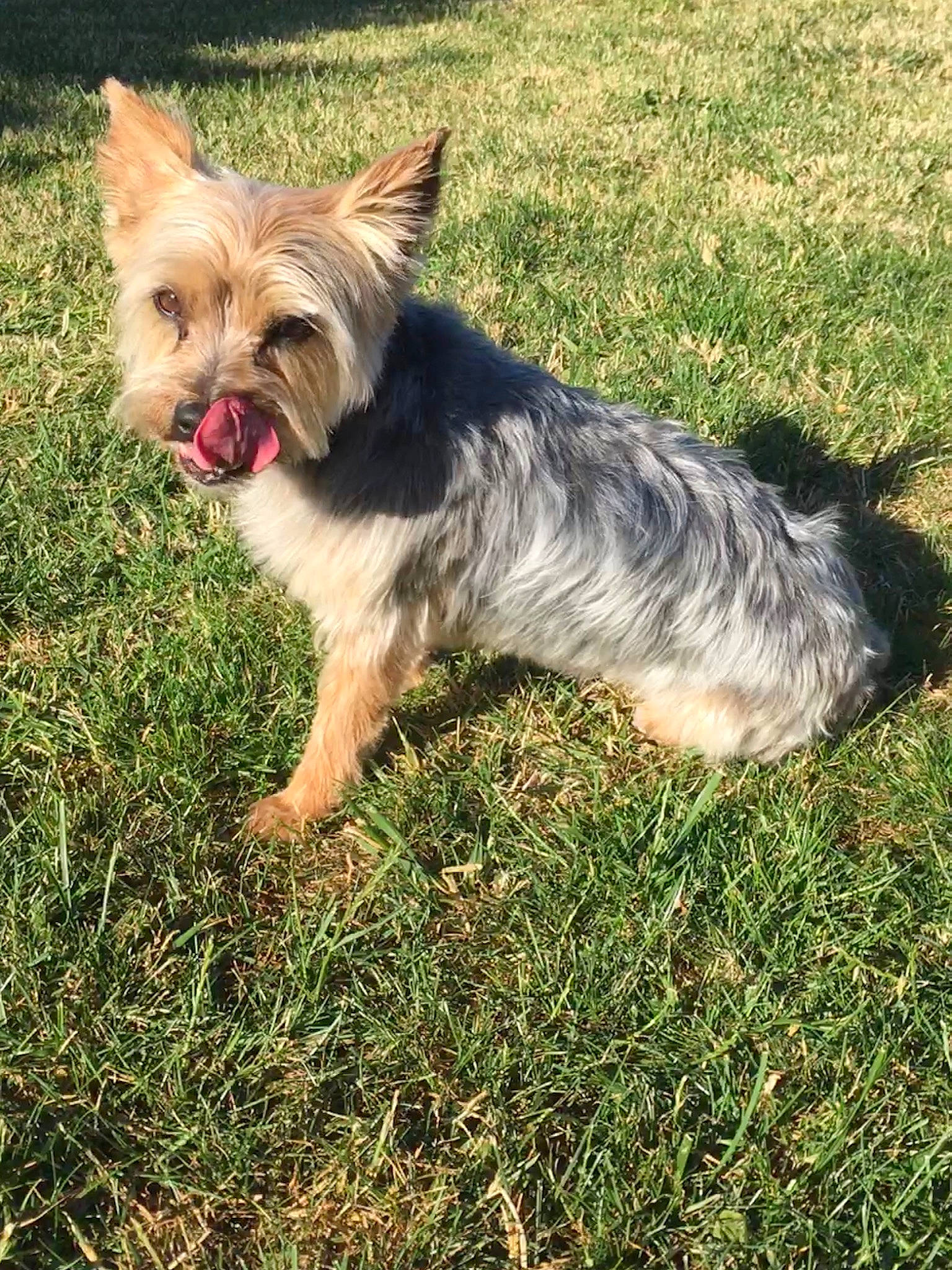 Mély a rejoint le concours — aidez-le/la à gagner de superbes lots ! australian_silky_terrier, australian_terrier, biewer_terrier, cairn_terrier, canidae, carnivore, companion_dog, dog, dog_breed, grass, mammal, morkie, norwich_terrier, puppy, sky, small_terrier, terrier, toy_dog, vertebrate, yorkshire_terrier