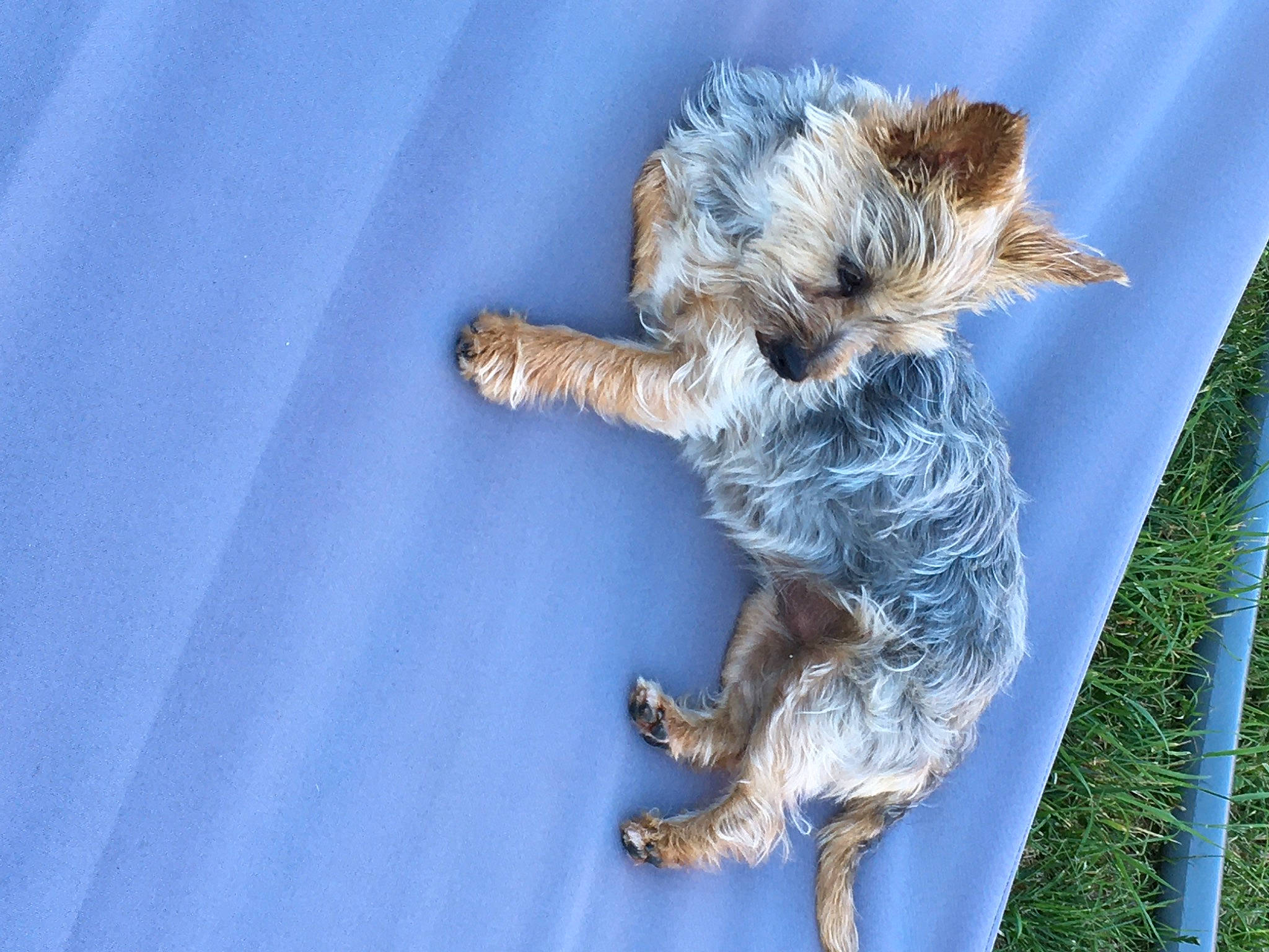 Mély a rejoint le concours — aidez-le/la à gagner de superbes lots ! australian_silky_terrier, australian_terrier, cairn_terrier, canidae, carnivore, dog, dog_breed, dutch_smoushond, jumping, norwich_terrier, petit_basset_griffon_vendeen, puppy, schnoodle, small_terrier, sporting_group, terrier, toy_dog, wire_hair_fox_terrier, yorkshire_terrier