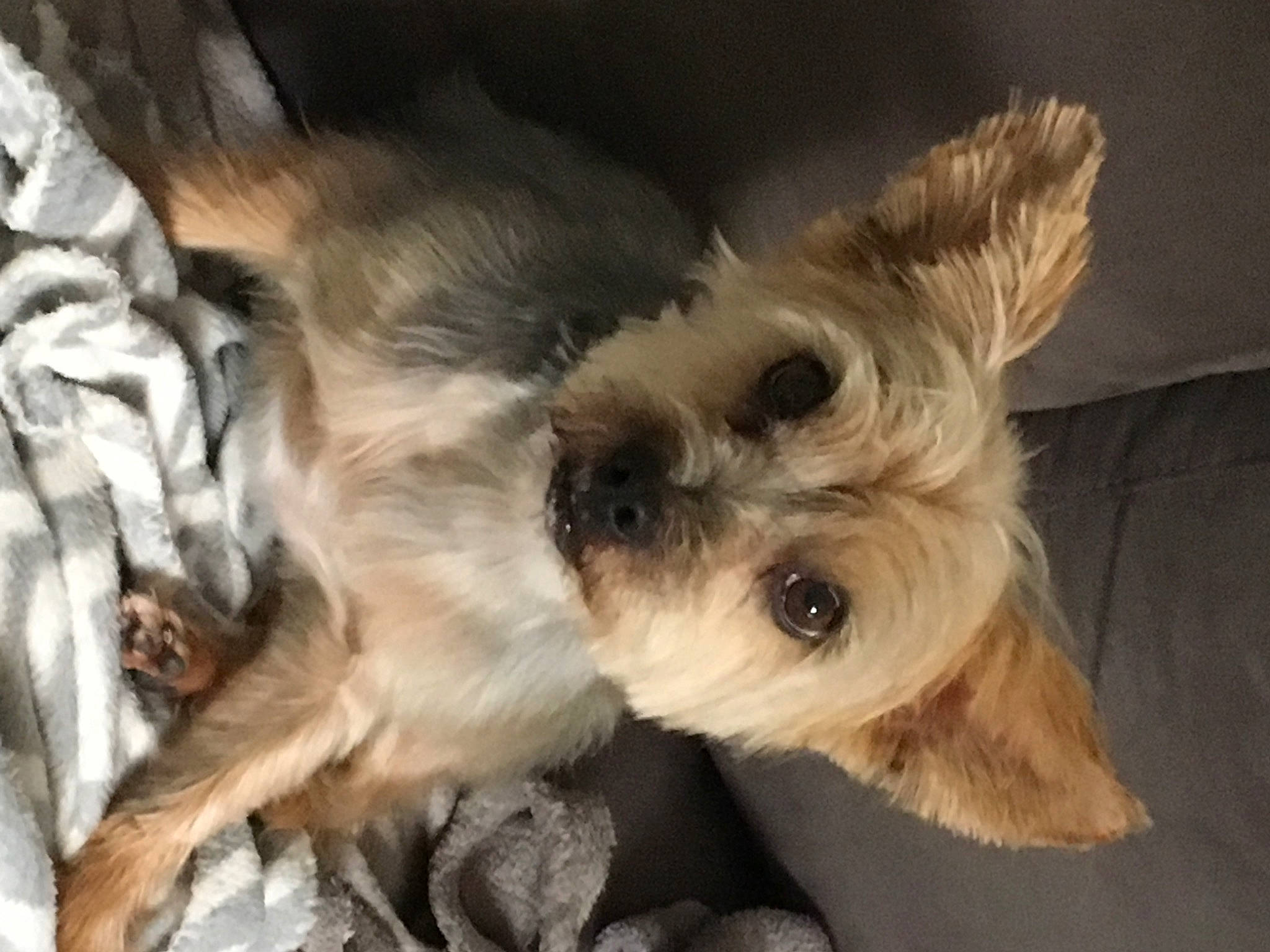 Mély participe au concours pour gagner de l'argent avec cette photo : cairn_terrier, canidae, carnivore, companion_dog, dog, dog_breed, ear, fawn, mammal, miniature_schnauzer, morkie, puppy, puppy_love, schnoodle, small_terrier, snout, sporting_group, terrier, toy_dog, yorkshire_terrier