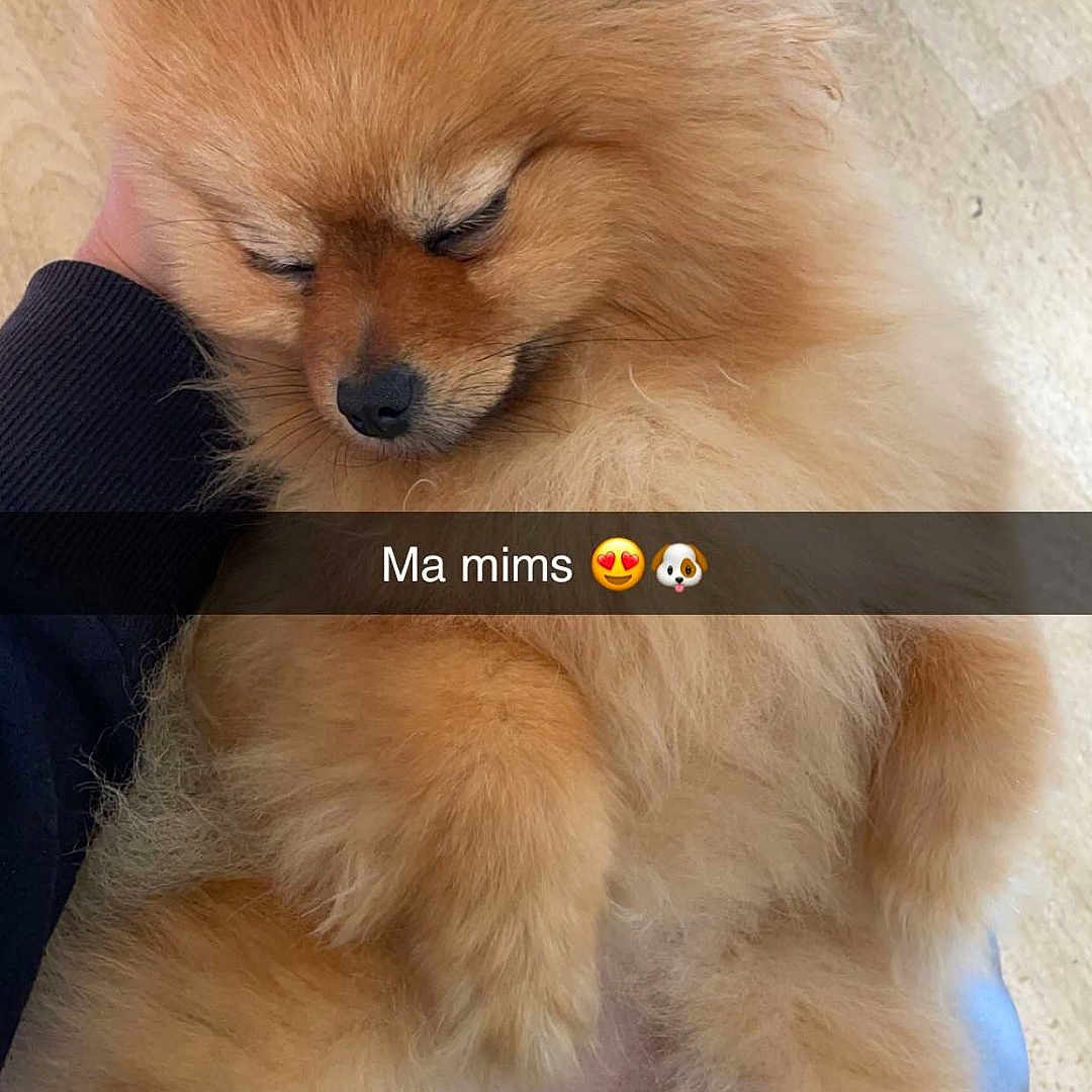 Shannel participe au concours pour gagner de l'argent avec cette photo : accessories, animal, belt, canine, chow, cockerspaniel, dog, eskimodog, goldenretriever, indoors, interiordesign, leash, papillon, person, pet, policedog, puppy, sleeping, snout, strap