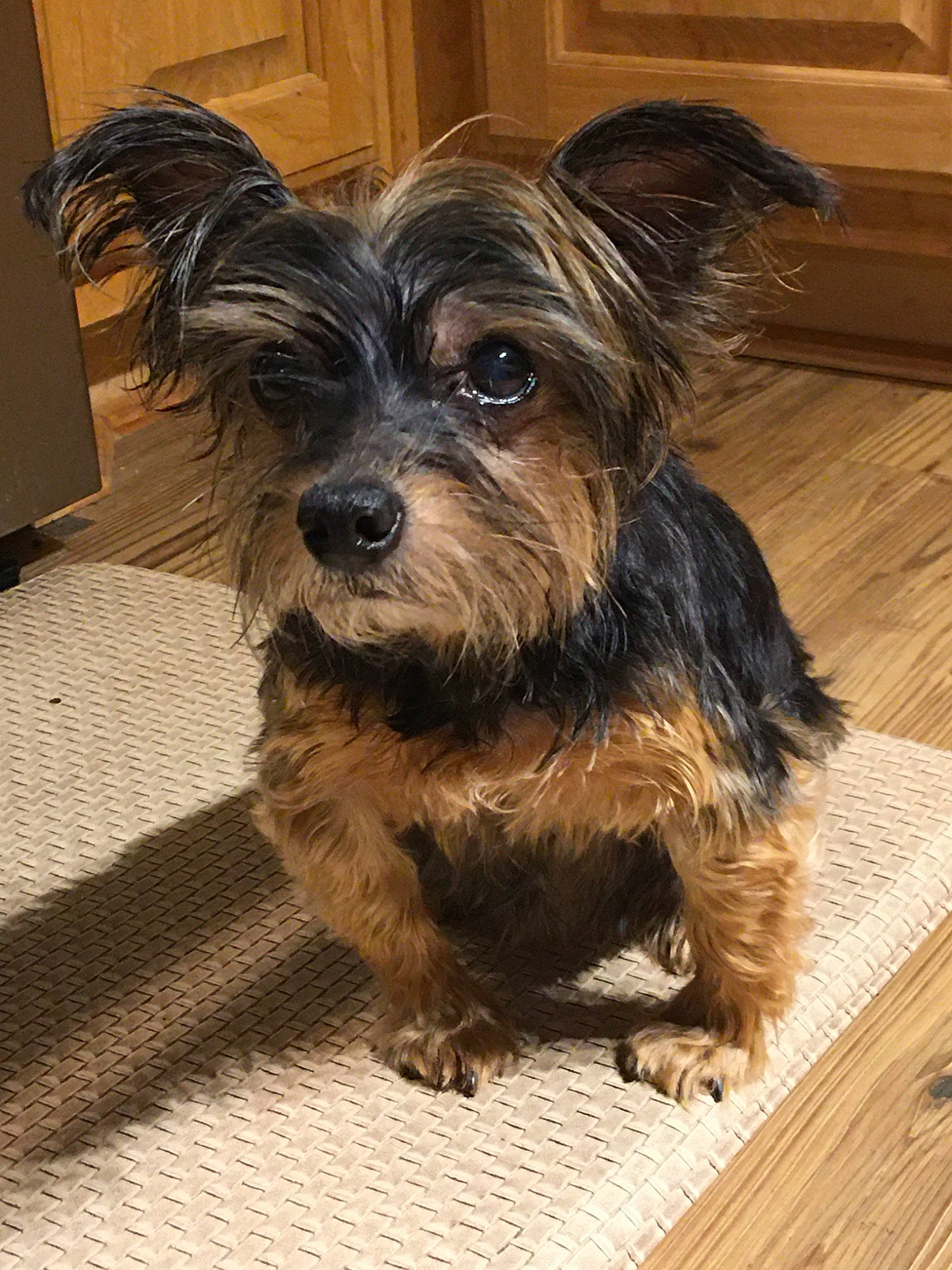 Blakely joined the competition — help win amazing prizes! australian_silky_terrier, australian_terrier, biewer_terrier, canidae, carnivore, companion_dog, dog, dog_breed, glen_of_imaal_terrier, mammal, morkie, puppy, schnoodle, small_terrier, snout, terrier, toy_dog, vertebrate, yorkipoo, yorkshire_terrier