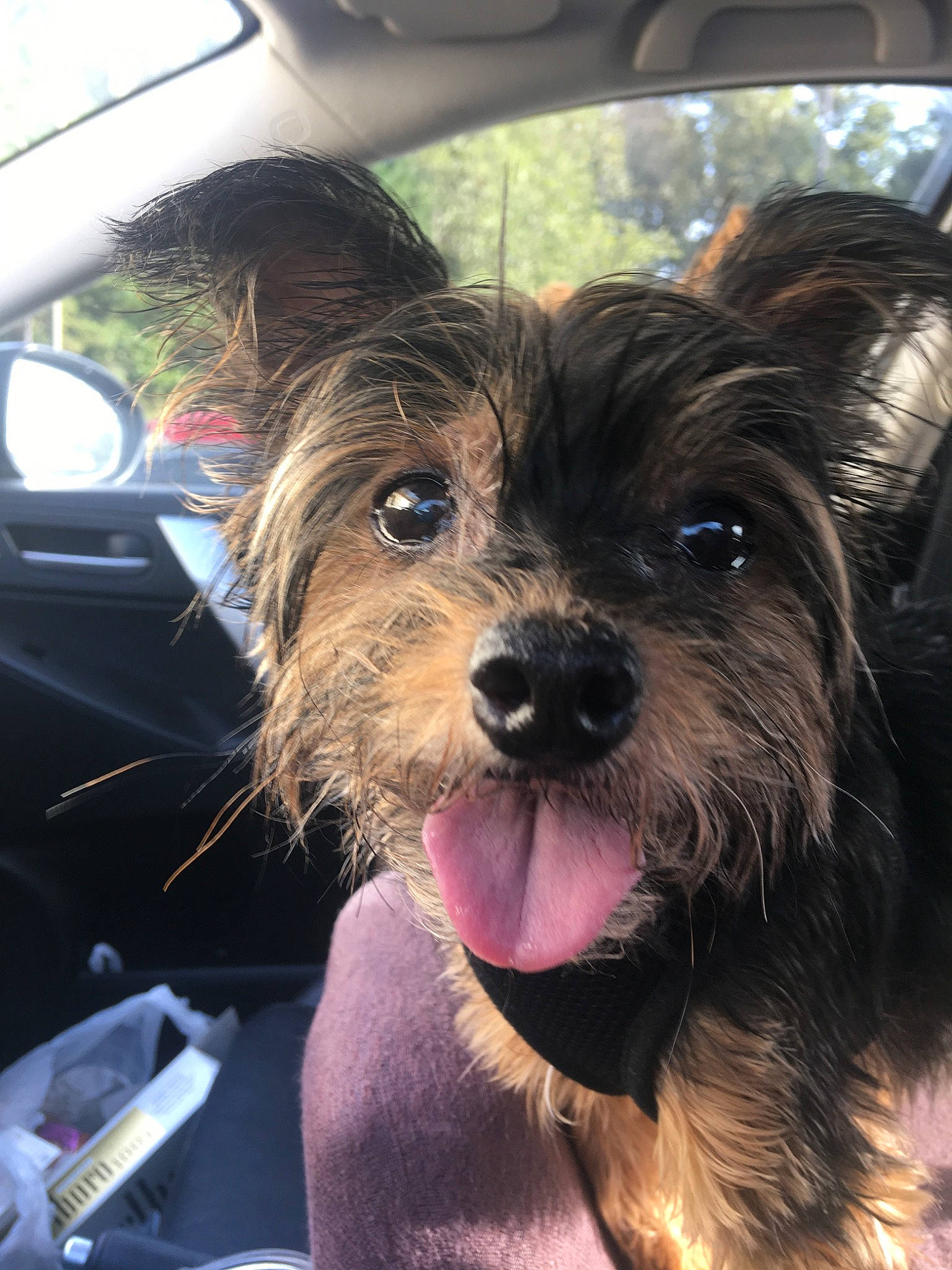 Blakely joined the competition — help win amazing prizes! australian_silky_terrier, australian_terrier, cairn_terrier, canidae, carnivore, companion_dog, dog, dog_breed, mammal, morkie, puppy, rare_breed_dog, schnoodle, small_terrier, snout, sporting_group, terrier, toy_dog, vertebrate, yorkshire_terrier