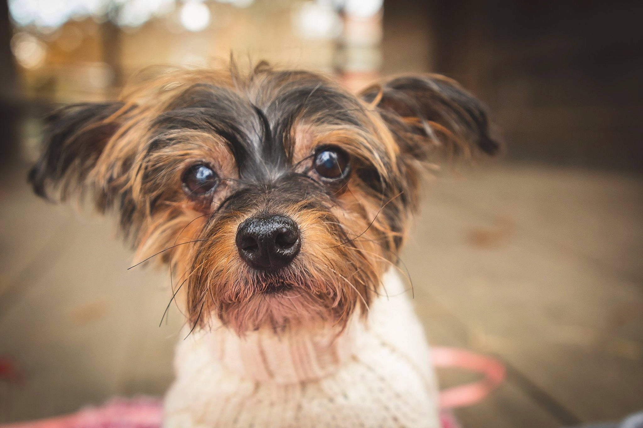 Blakely is registered to the contest to win money with this photo: biewer_terrier, canidae, carnivore, chinese_imperial_dog, companion_dog, dog, dog_breed, havanese, mammal, morkie, puppy, rare_breed_dog, schnoodle, shih_tzu, snout, sporting_group, terrier, toy_dog, vertebrate, yorkshire_terrier