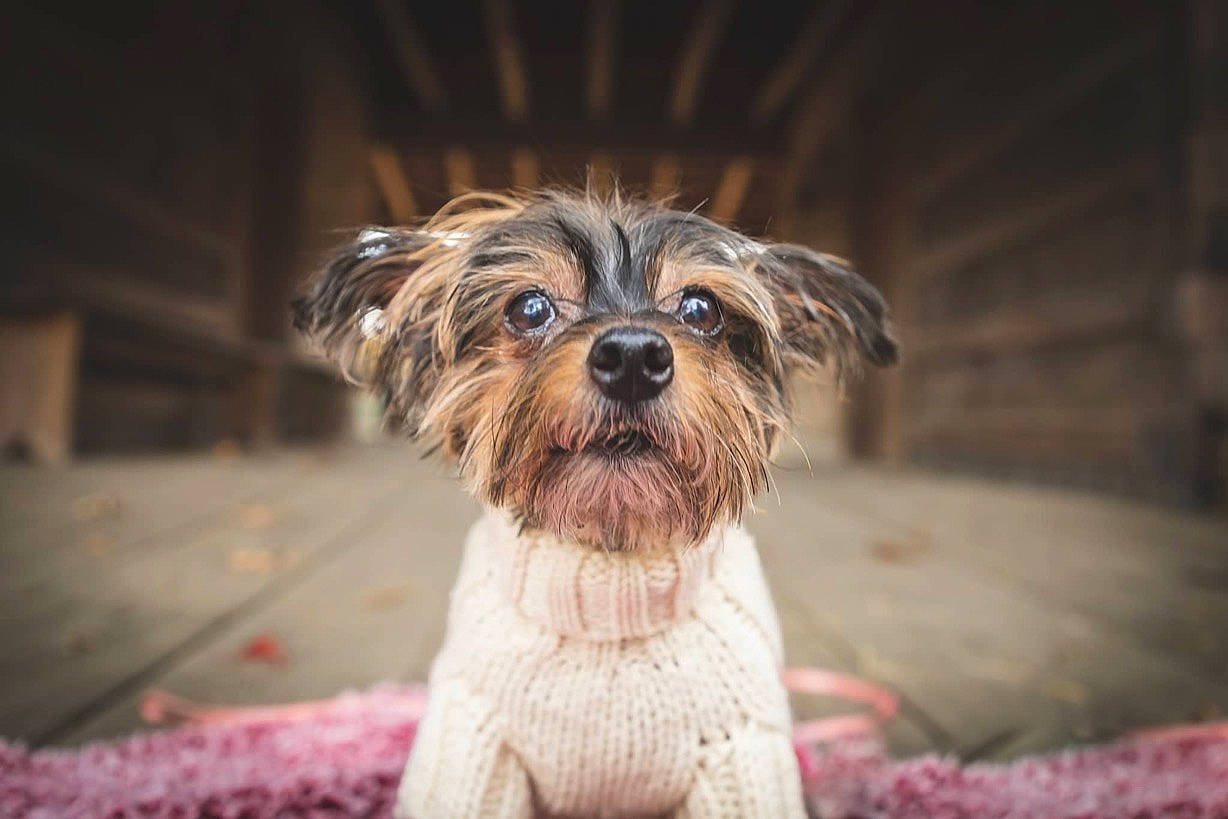 Blakely joined the competition — help win amazing prizes! cairn_terrier, canidae, carnivore, companion_dog, dog, dog_breed, eye, mammal, morkie, puppy, rare_breed_dog, schnoodle, shih_tzu, small_terrier, snout, sporting_group, terrier, toy_dog, vertebrate, yorkshire_terrier