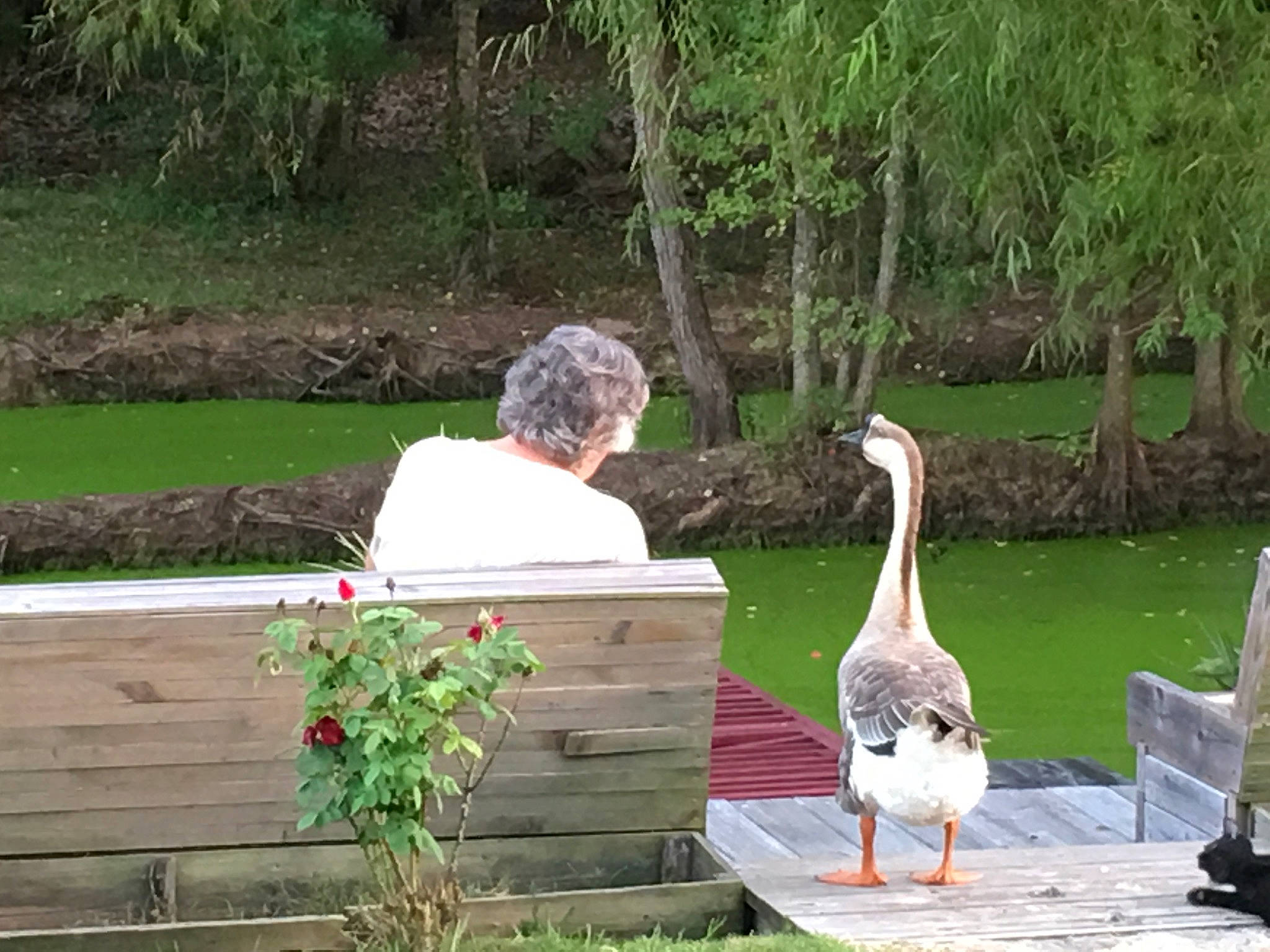 Boy is registered to the contest to win money with this photo: _geese_and_swans, beak, bird, ciconiiformes, crane, crane_like_bird, duck, ducks, goose, grass, pelican, plant, pond, seabird, water_bird, wildlife, zoo