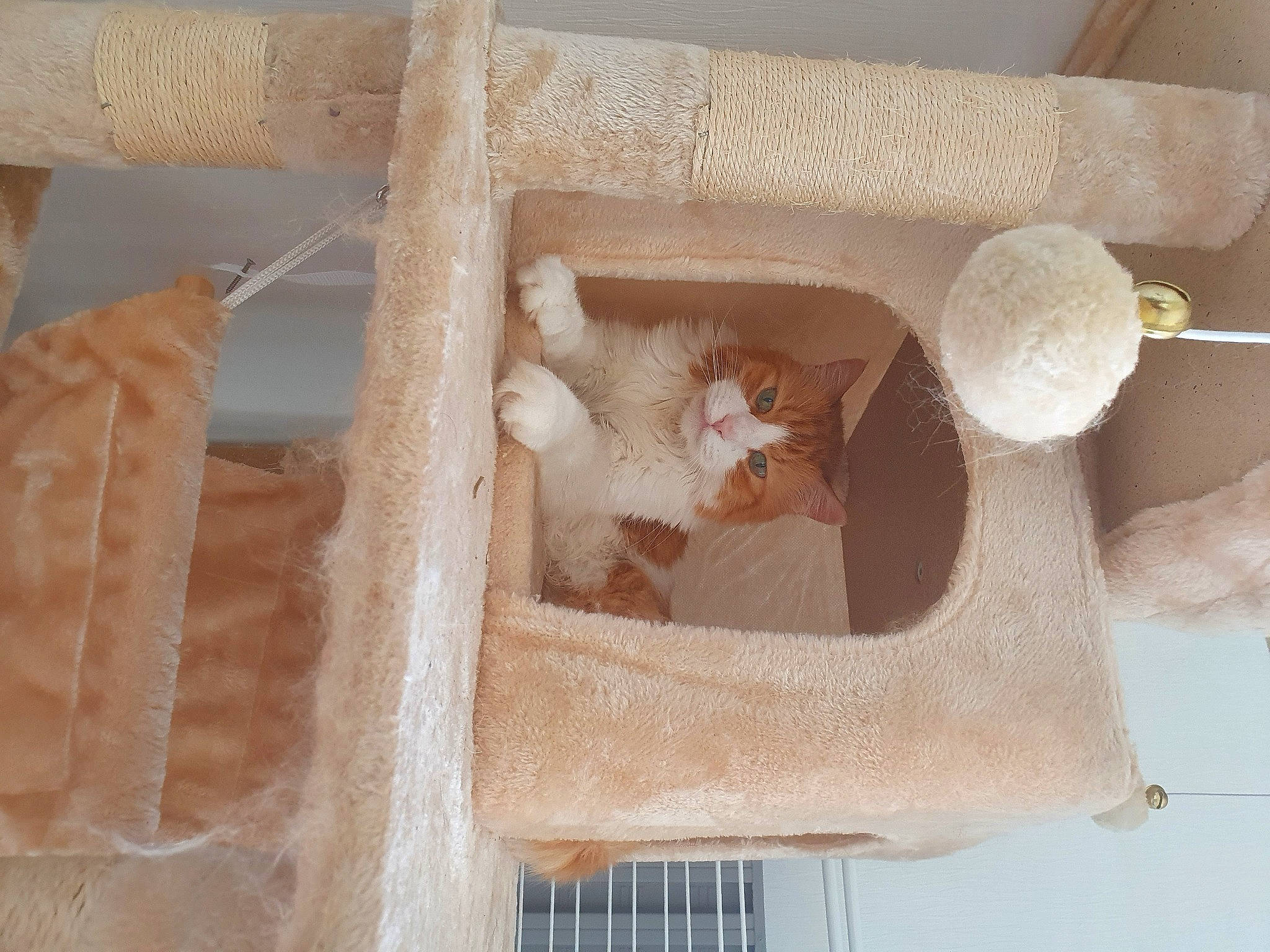 Caramel participe au concours pour gagner de l'argent avec cette photo : beige, carnivore, cat, cat_supply, ceiling, creative_arts, fawn, felidae, flooring, fur, linens, pattern, peach, pet_supply, shelf, small_to_medium_sized_cats, stairs, weaving, wood, wool