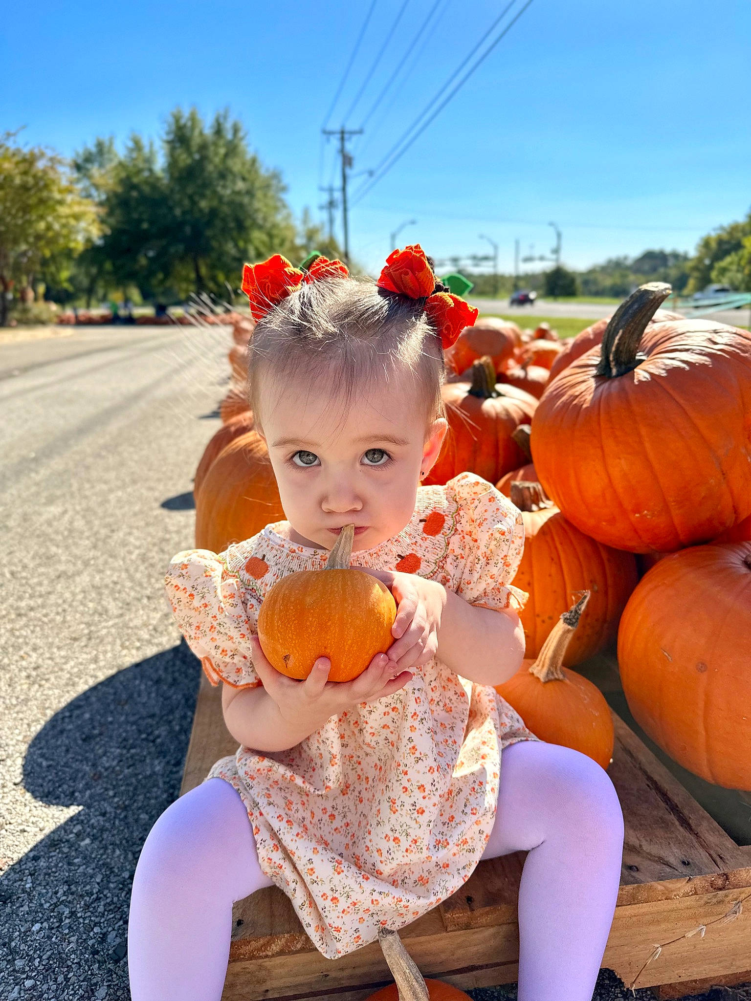 Stella is registered to the contest to win money with this photo: baby, calabaza, cucurbita, event, fruit, fun, gourd, grass, happy, natural_foods, orange, person, plant, pumpkin, sky, squash, sunglasses, toddler, tree, vegetable