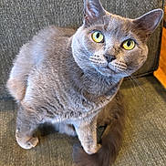 Belle is registered to the contest to win money with this photo: cat, gray_cat, yellow_eyes, pet, feline, curious, indoor, chair, fur, whiskers, tail, cute, animal, domestic_cat, looking_up, sitting, close_up, soft_fur, alert, house_pet