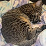 Bigmac is registered to the contest to win money with this photo: cat, tabby, sleeping, curled_up, blanket, soft_texture, indoor, pet, fur, striped, resting, cozy, relaxed, animal, cute, peaceful, home, comfort, tail, ears